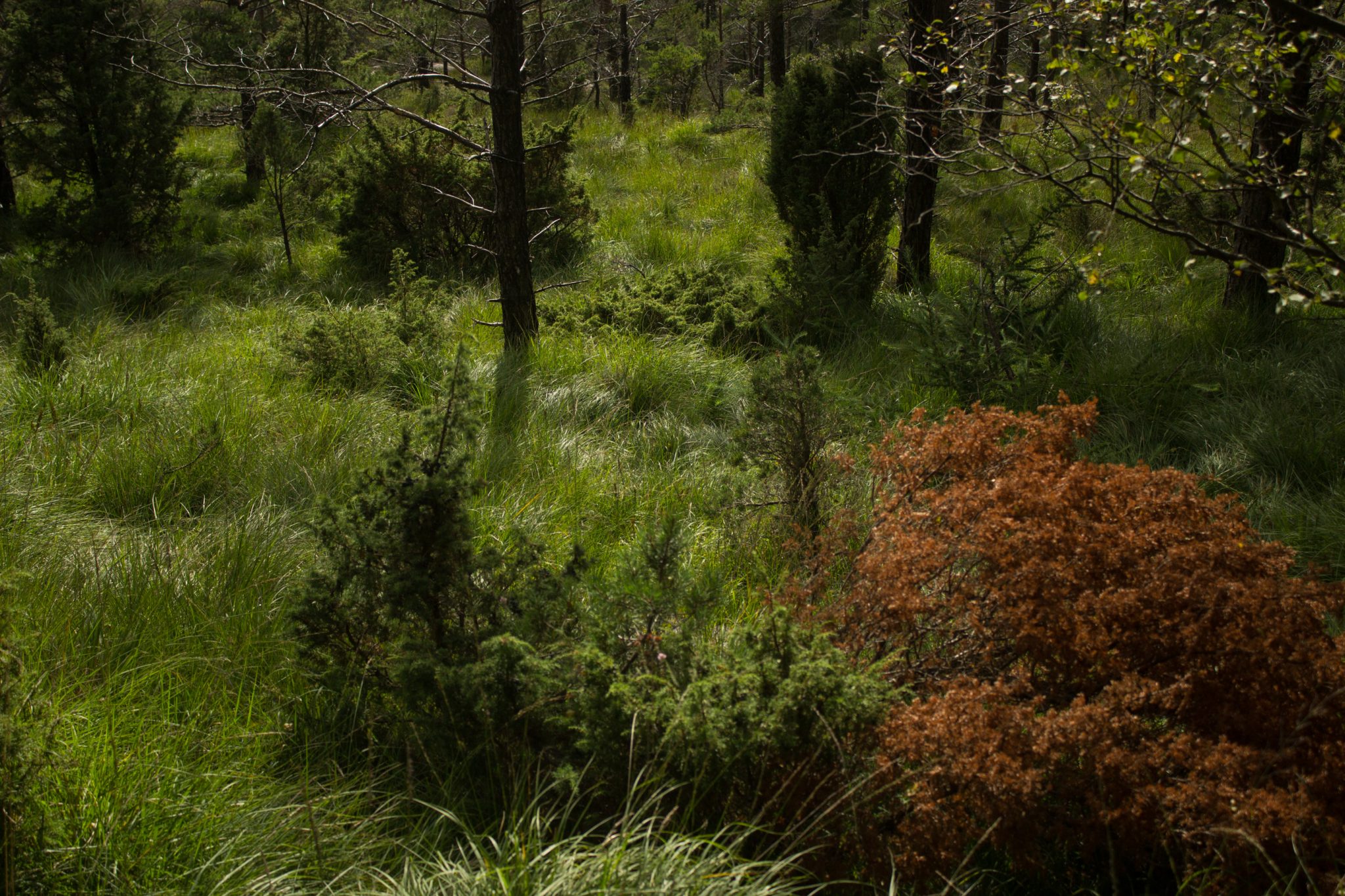 Wanderung beim Lysefjord mit Blick auf den Preikestolen, Startpunkt der Wanderung auf den Sokkaknuten ist beim Lysefjord Hyttegrend, Aussicht auf den Pulpit Rock, Wanderer unterwegs auf dem Wanderweg zum Sokkaknuten, dichte grüne Vegetation