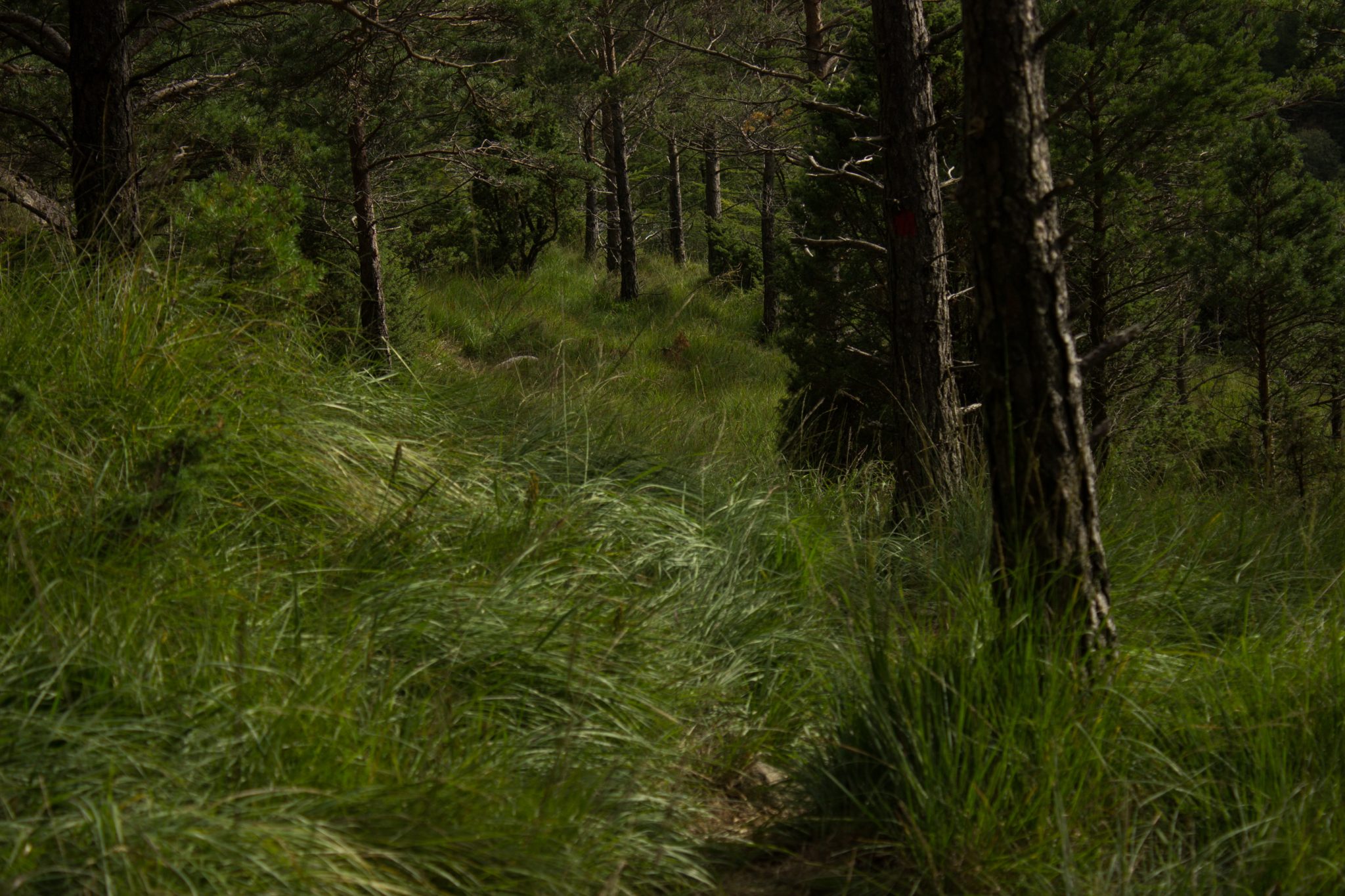 Wanderung beim Lysefjord mit Blick auf den Preikestolen, Startpunkt der Wanderung auf den Sokkaknuten ist beim Lysefjord Hyttegrend, Aussicht auf den Pulpit Rock, Wanderer unterwegs auf dem Wanderweg zum Sokkaknuten, dichte grüne Vegetation