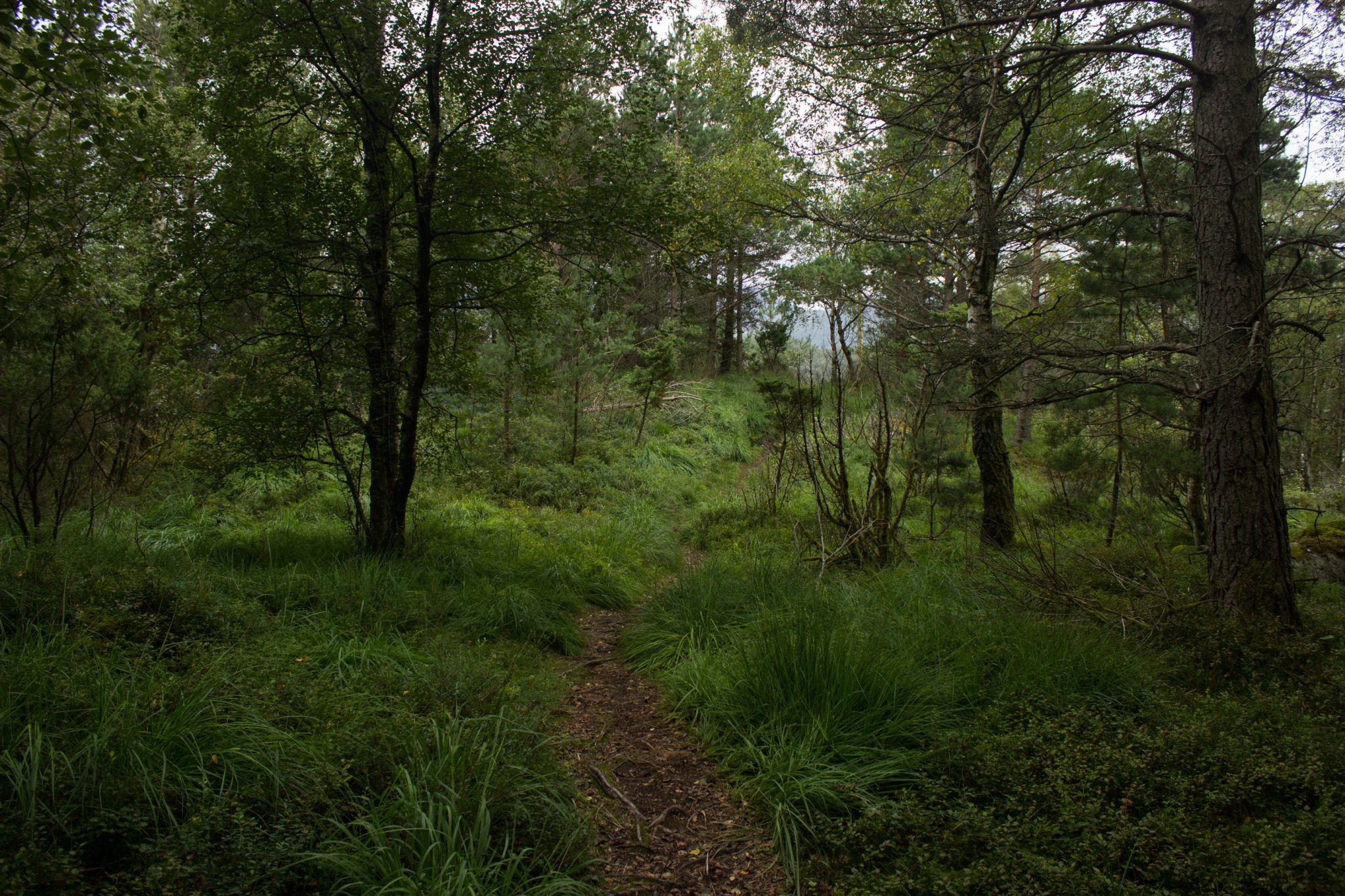 Wanderung beim Lysefjord mit Blick auf den Preikestolen, Startpunkt der Wanderung auf den Sokkaknuten ist beim Lysefjord Hyttegrend, Aussicht auf den Pulpit Rock, schmaler Pfad führt durch einen Wald,  sehr wenige andere Wanderer unterwegs