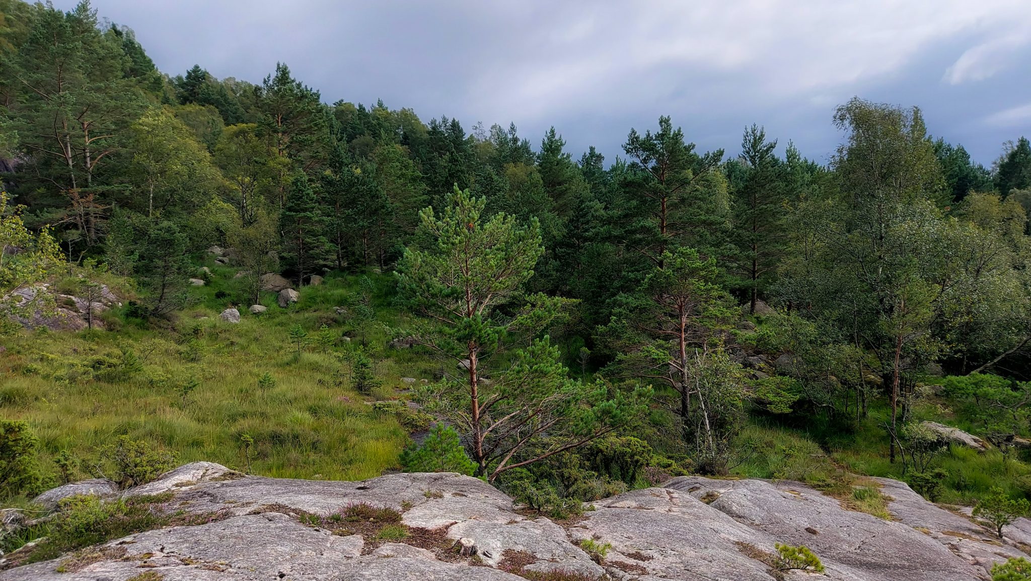 Wanderung beim Lysefjord mit Blick auf den Preikestolen, Startpunkt der Wanderung auf den Sokkaknuten ist beim Lysefjord Hyttegrend, Aussicht auf den Pulpit Rock, Wanderer unterwegs auf dem Wanderweg zum Sokkaknuten, dichte grüne Vegetation und große Felsen