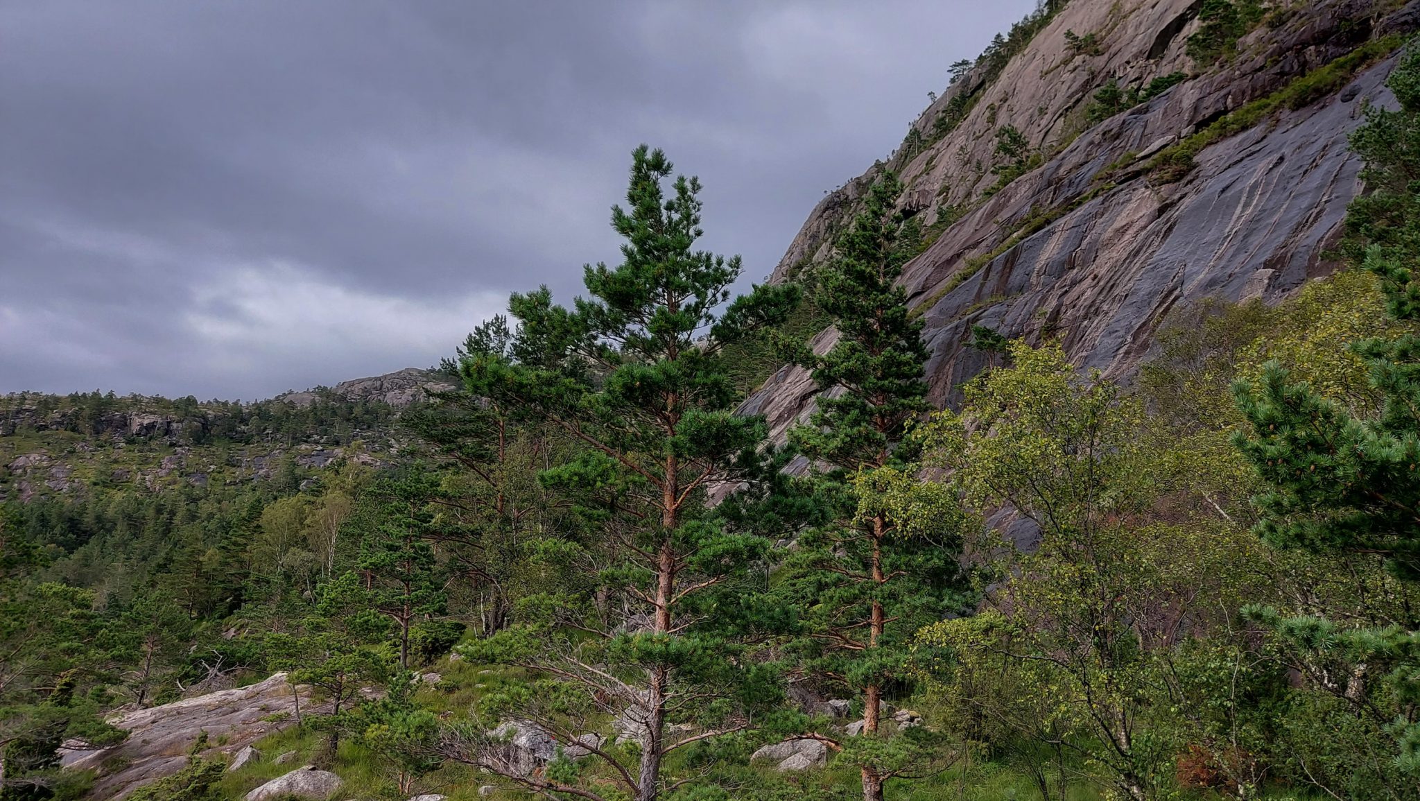 Wanderung beim Lysefjord mit Blick auf den Preikestolen, Startpunkt der Wanderung auf den Sokkaknuten ist beim Lysefjord Hyttegrend, Aussicht auf den Pulpit Rock, Wanderer unterwegs auf dem Wanderweg zum Sokkaknuten, dichte grüne Vegetation und große Felsen