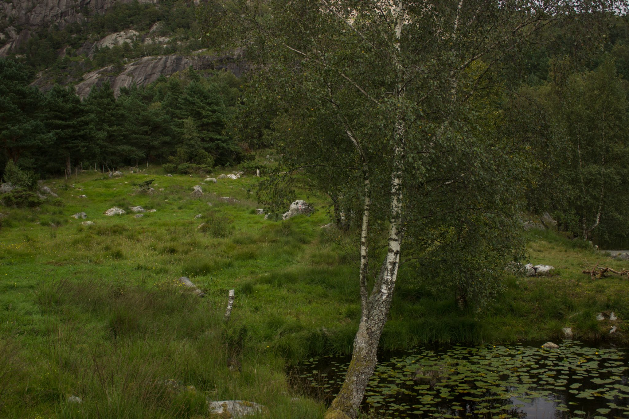 Wanderung beim Lysefjord mit Blick auf den Preikestolen, Startpunkt der Wanderung auf den Sokkaknuten ist beim Lysefjord Hyttegrend, Aussicht auf den Pulpit Rock, Wanderer unterwegs auf dem Wanderweg zurück vom Sokkaknuten, dichte grüne Vegetation, Blick auf einen kleinen See