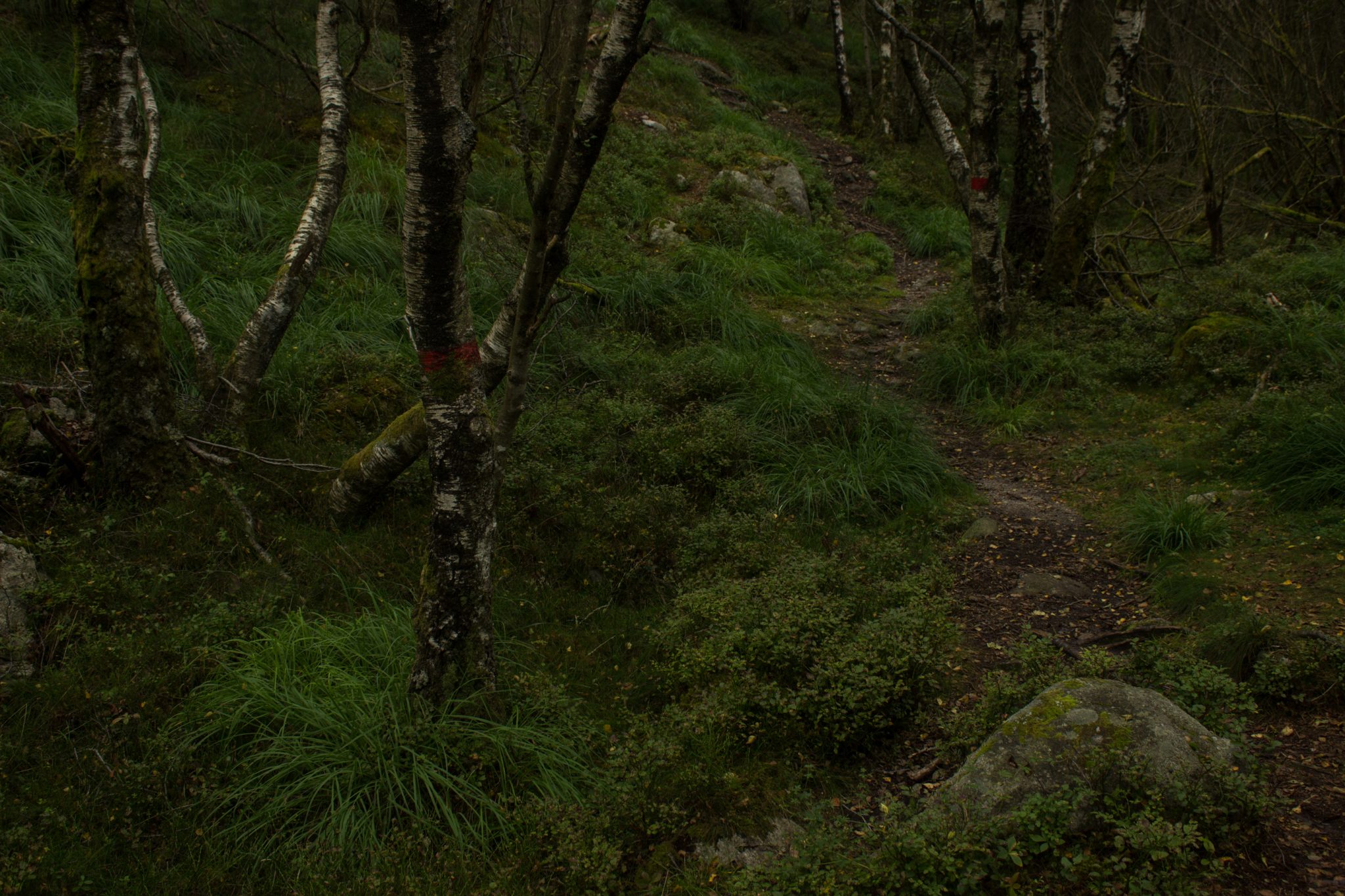 Wanderung beim Lysefjord mit Blick auf den Preikestolen, Startpunkt der Wanderung auf den Sokkaknuten ist beim Lysefjord Hyttegrend, Aussicht auf den Pulpit Rock, schmaler Pfad führt durch einen Wald,  sehr wenige andere Wanderer unterwegs