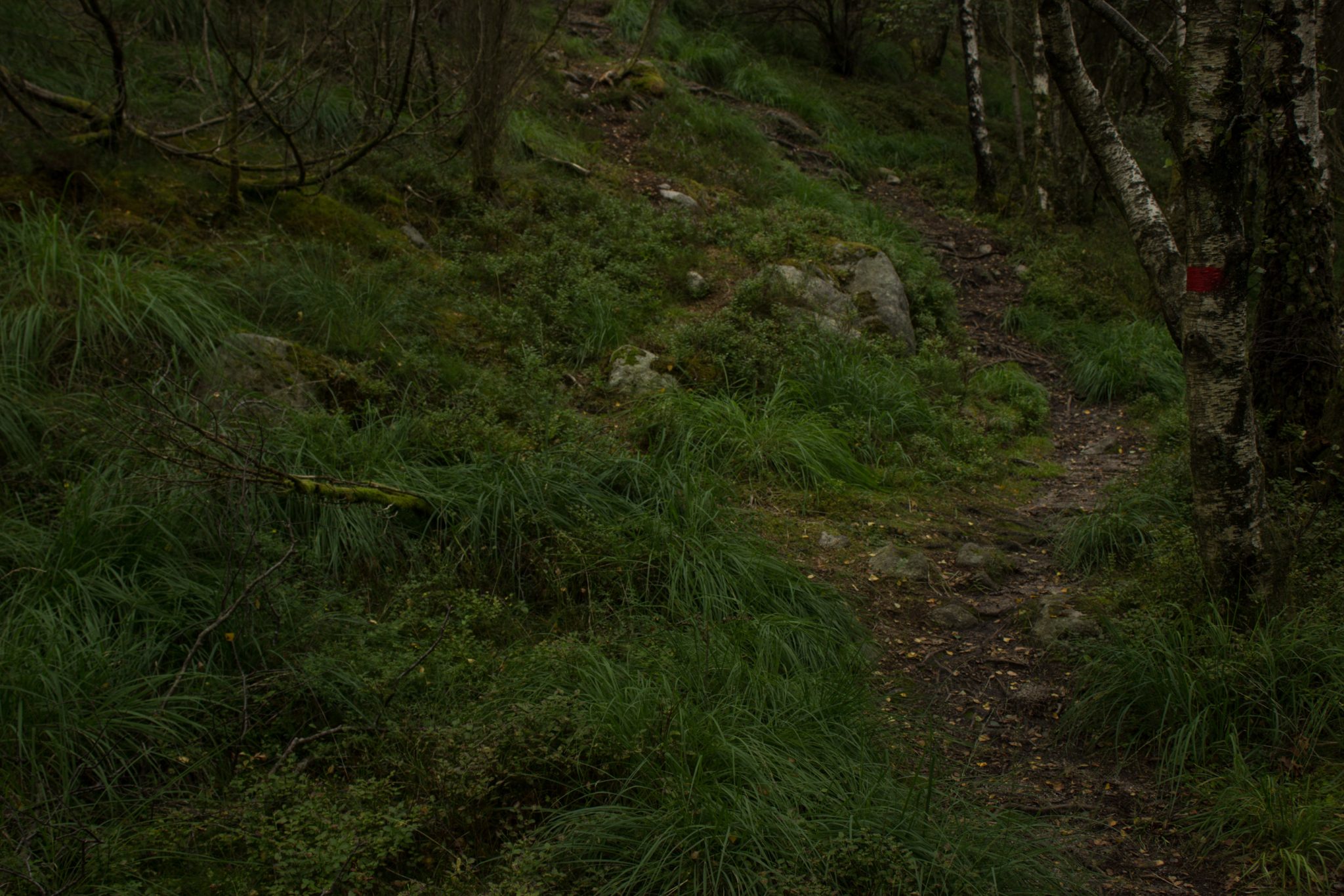 Wanderung beim Lysefjord mit Blick auf den Preikestolen, Startpunkt der Wanderung auf den Sokkaknuten ist beim Lysefjord Hyttegrend, Aussicht auf den Pulpit Rock
