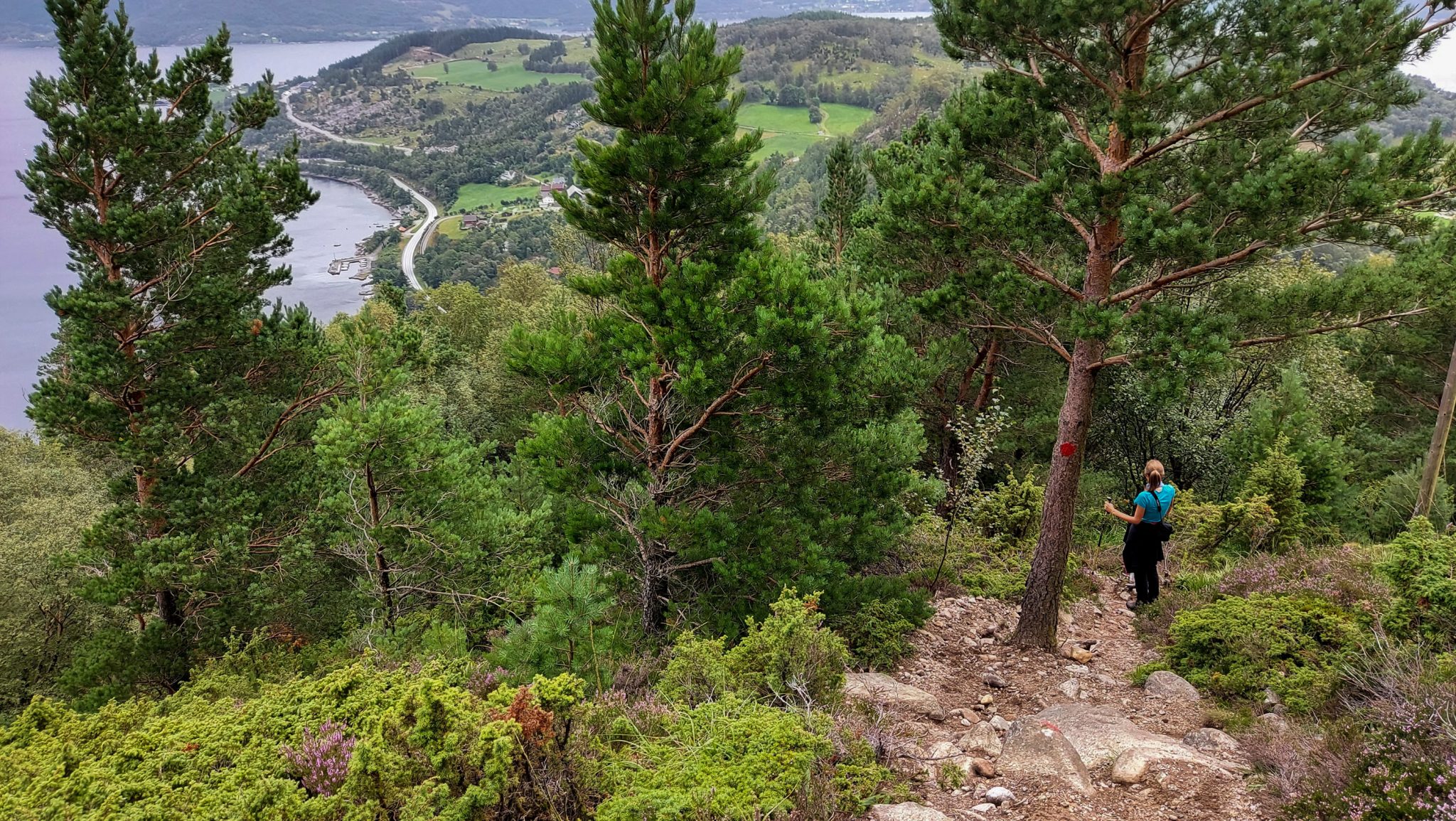 Wanderung beim Lysefjord mit Blick auf den Preikestolen, Startpunkt der Wanderung auf den Sokkaknuten ist beim Lysefjord Hyttegrend, Aussicht auf den Pulpit Rock, Wanderer unterwegs auf dem Wanderweg zum Sokkaknuten, rote Markierung an einem Baum