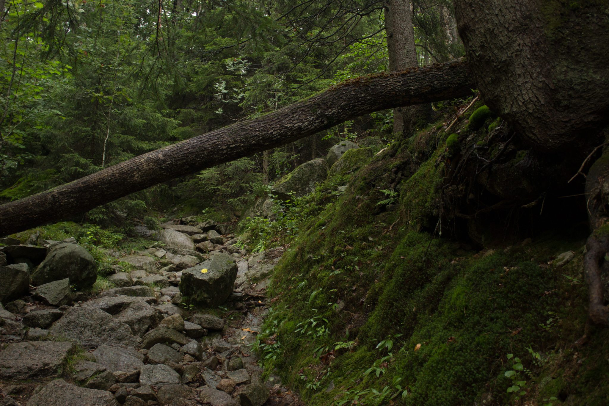 Wanderung im Rossefjellet Naturreservat - Teil der Rundwanderung bei Grimstad in Südnorwegen, moosbewachsene Felsen, steiniger, abwechslungsreicher Wanderweg, naturbelassen, umgefallene Bäume werden liegen gelassen, sehr schöner Wald