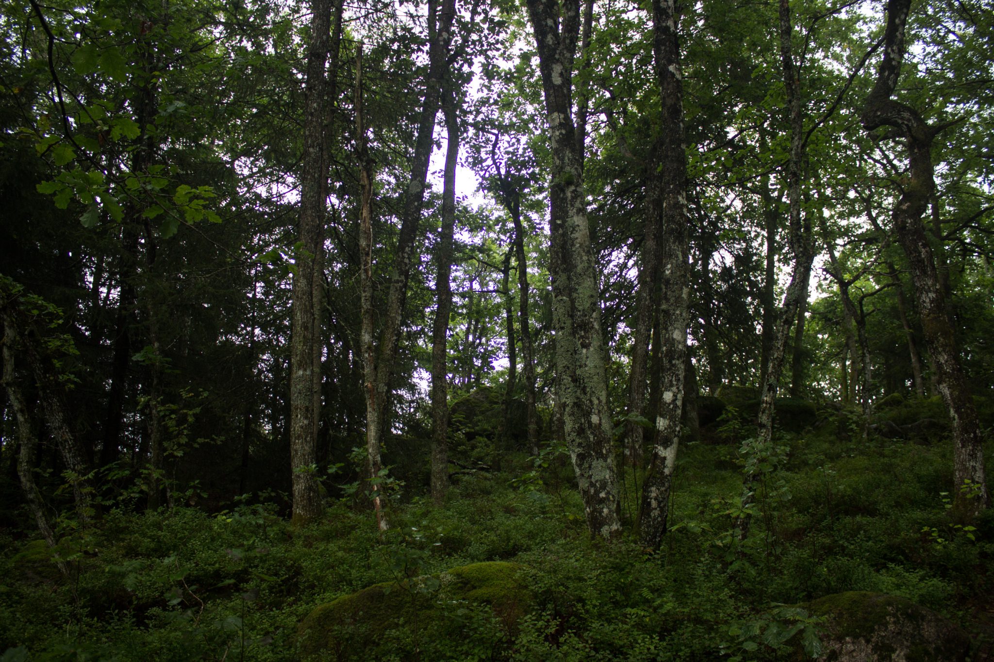 Wanderung im Rossefjellet Naturreservat - Teil der Rundwanderung bei Grimstad in Südnorwegen, Wanderer unterwegs im schönen, dichten Wald, moosbewachsene Felsen, naturbelassen, kaum andere Wanderer unterwegs, sehr dichte Vegetation, unterwegs in der Natur