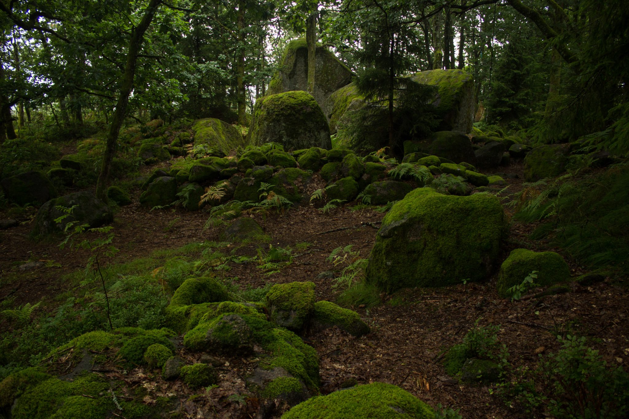 Wanderung im Rossefjellet Naturreservat - Teil der Rundwanderung bei Grimstad in Südnorwegen, Wanderer unterwegs im schönen, dichten Wald, moosbewachsene Felsen, naturbelassen, kaum andere Wanderer unterwegs, sehr dichte Vegetation, unterwegs in der Natur