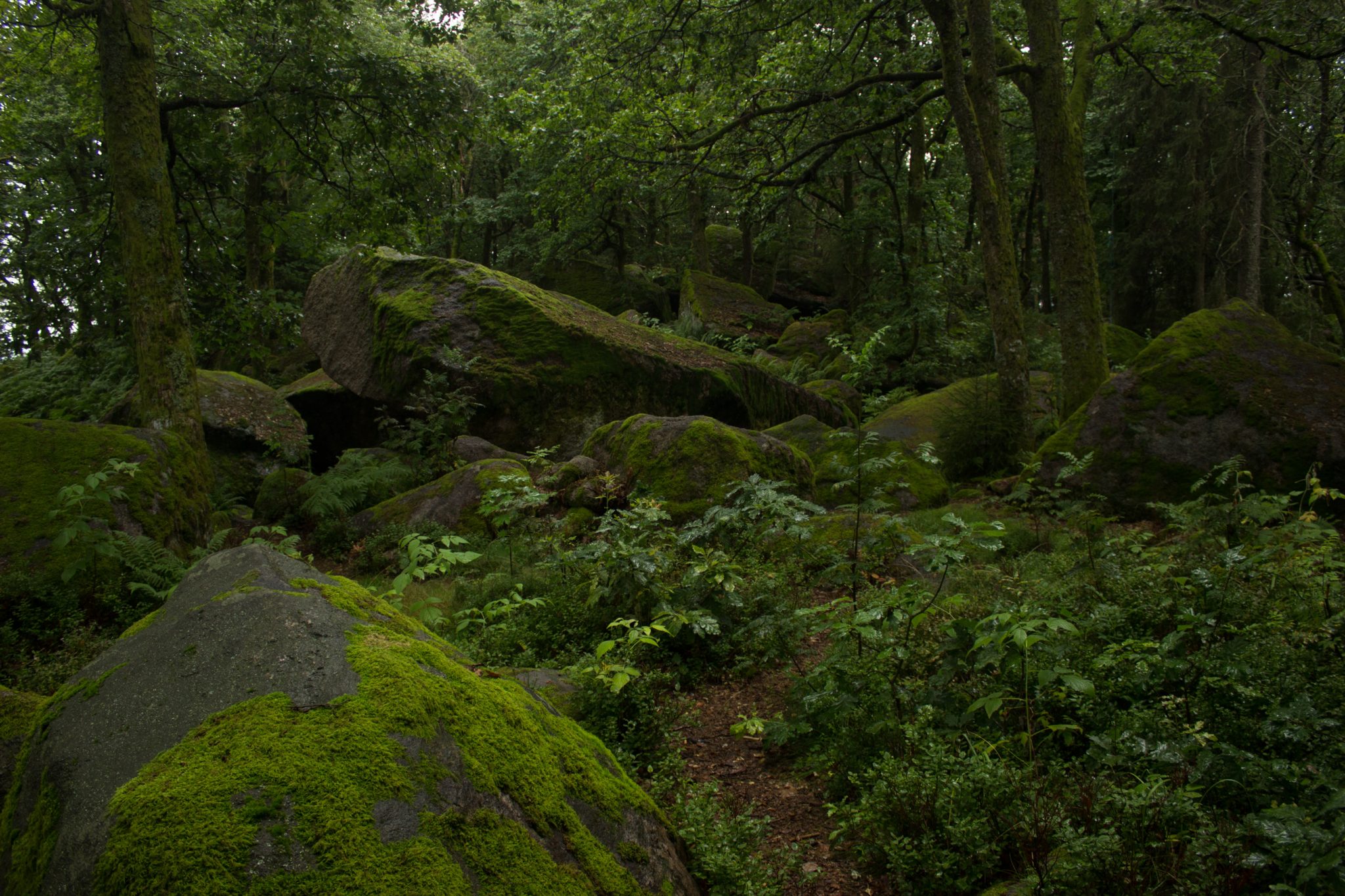 Wanderung im Rossefjellet Naturreservat - Teil der Rundwanderung bei Grimstad in Südnorwegen, Wanderer unterwegs im schönen, dichten Wald, moosbewachsene Felsen, naturbelassen, kaum andere Wanderer unterwegs, sehr dichte Vegetation, unterwegs in der Natur
