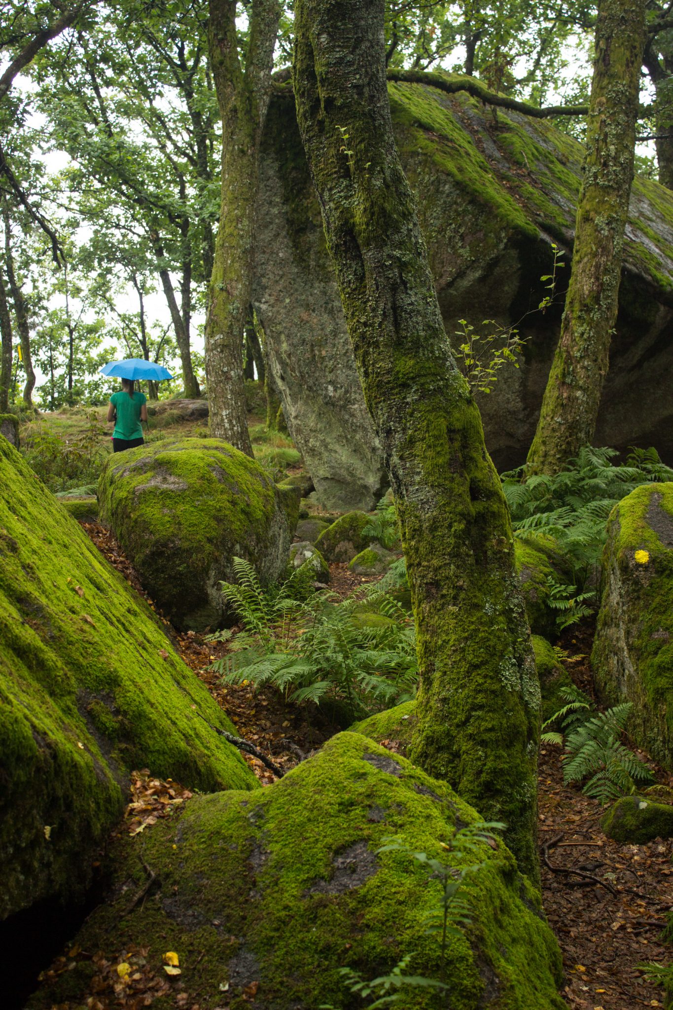 Wanderung im Rossefjellet Naturreservat - Teil der Rundwanderung bei Grimstad in Südnorwegen, Wanderer unterwegs im schönen, dichten Wald, moosbewachsene Felsen, naturbelassen, Farne wachsen am Wegesrand kaum andere Wanderer unterwegs, sehr dichte Vegetation, unterwegs in der Natur, Markierung mit gelber Farbe