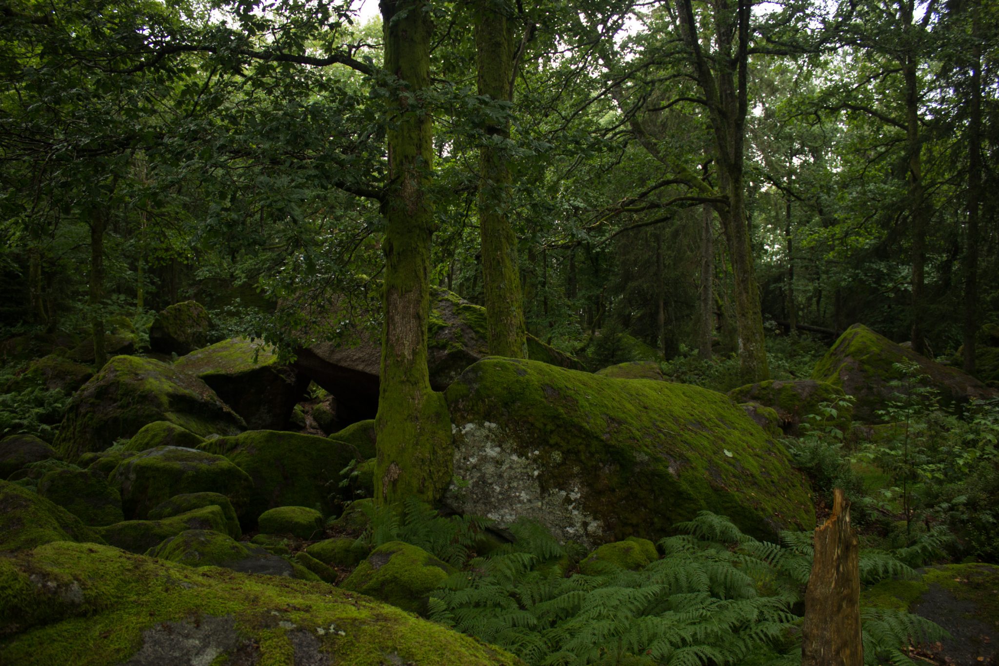 Wanderung im Rossefjellet Naturreservat - Teil der Rundwanderung bei Grimstad in Südnorwegen, Wanderer unterwegs im schönen, dichten Wald, moosbewachsene Felsen, naturbelassen, kaum andere Wanderer unterwegs, sehr dichte Vegetation, unterwegs in der Natur, sehr viele Farne wachsen auf dem Waldboden