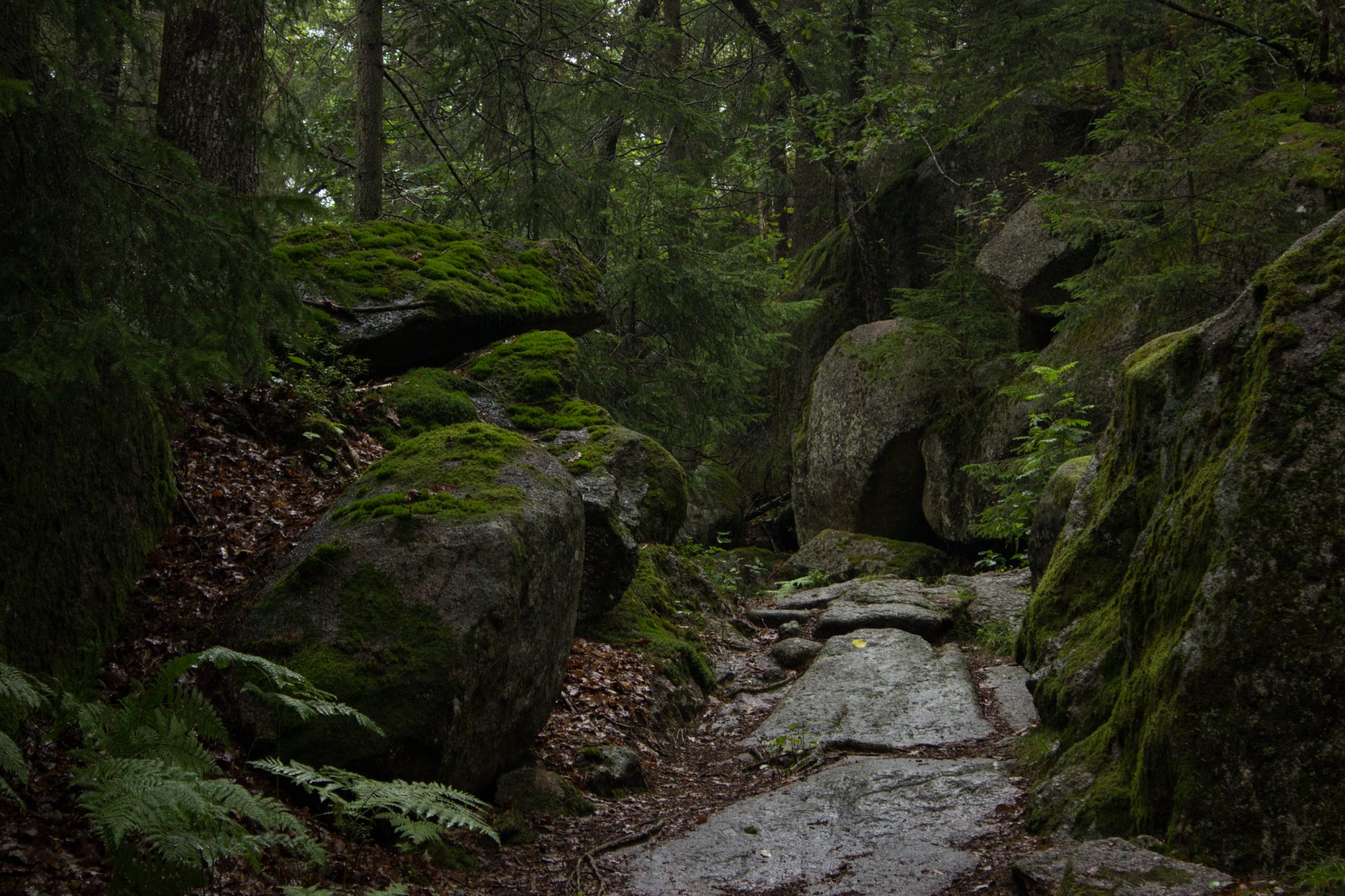 Wanderung im Rossefjellet Naturreservat - Teil der Rundwanderung bei Grimstad in Südnorwegen, moosbewachsene Felsen, steiniger, abwechslungsreicher Wanderweg, naturbelassen, kaum andere Wanderer unterwegs, Farne am Wegesrand, nach Regen Wanderschuhe empfehlenswert, Wanderweg durch sehr schönen Wald