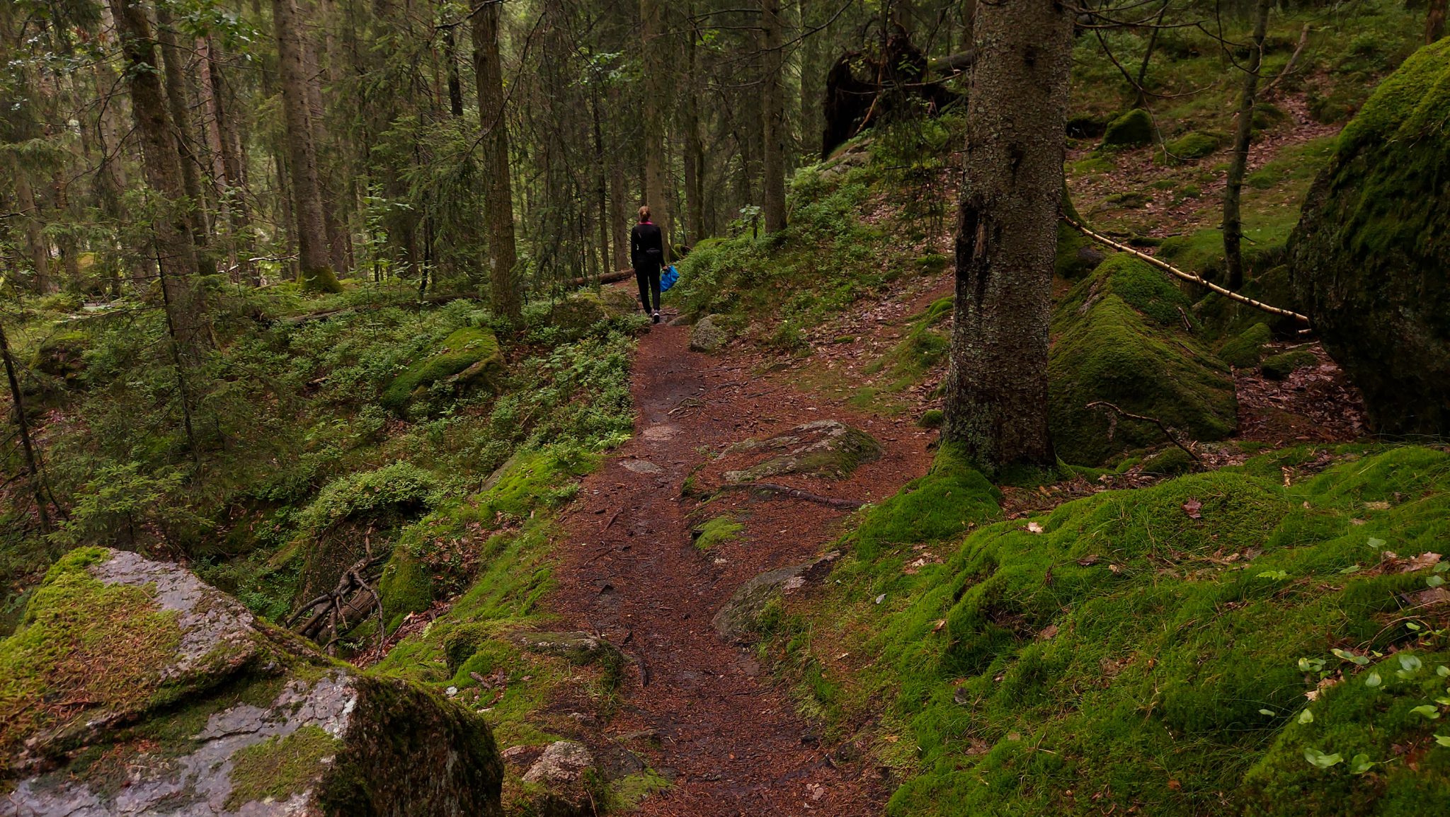 Wanderung im Rossefjellet Naturreservat - Teil der Rundwanderung bei Grimstad in Südnorwegen, Wanderer unterwegs im schönen, dichten Wald, moosbewachsene Felsen, naturbelassen, kaum andere Wanderer unterwegs, sehr dichte Vegetation, unterwegs in der Natur, sehr viele Farne wachsen auf dem Waldboden