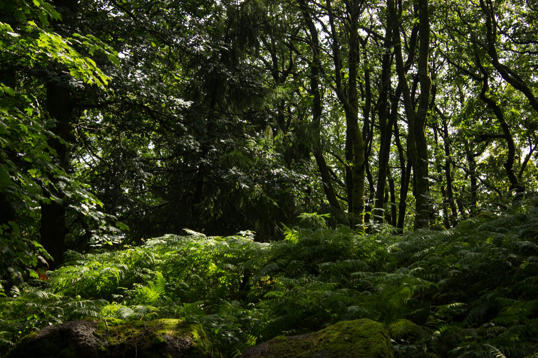 Wanderung im Rossefjellet Naturreservat - Teil der Rundwanderung bei Grimstad in Südnorwegen, Wanderer unterwegs im schönen, dichten Wald, moosbewachsene Felsen, naturbelassen, kaum andere Wanderer unterwegs, sehr dichte Vegetation, unterwegs in der Natur, sehr viele Farne wachsen auf dem Waldboden, Wald wirkt wie ein Regenwald, selten in Europa