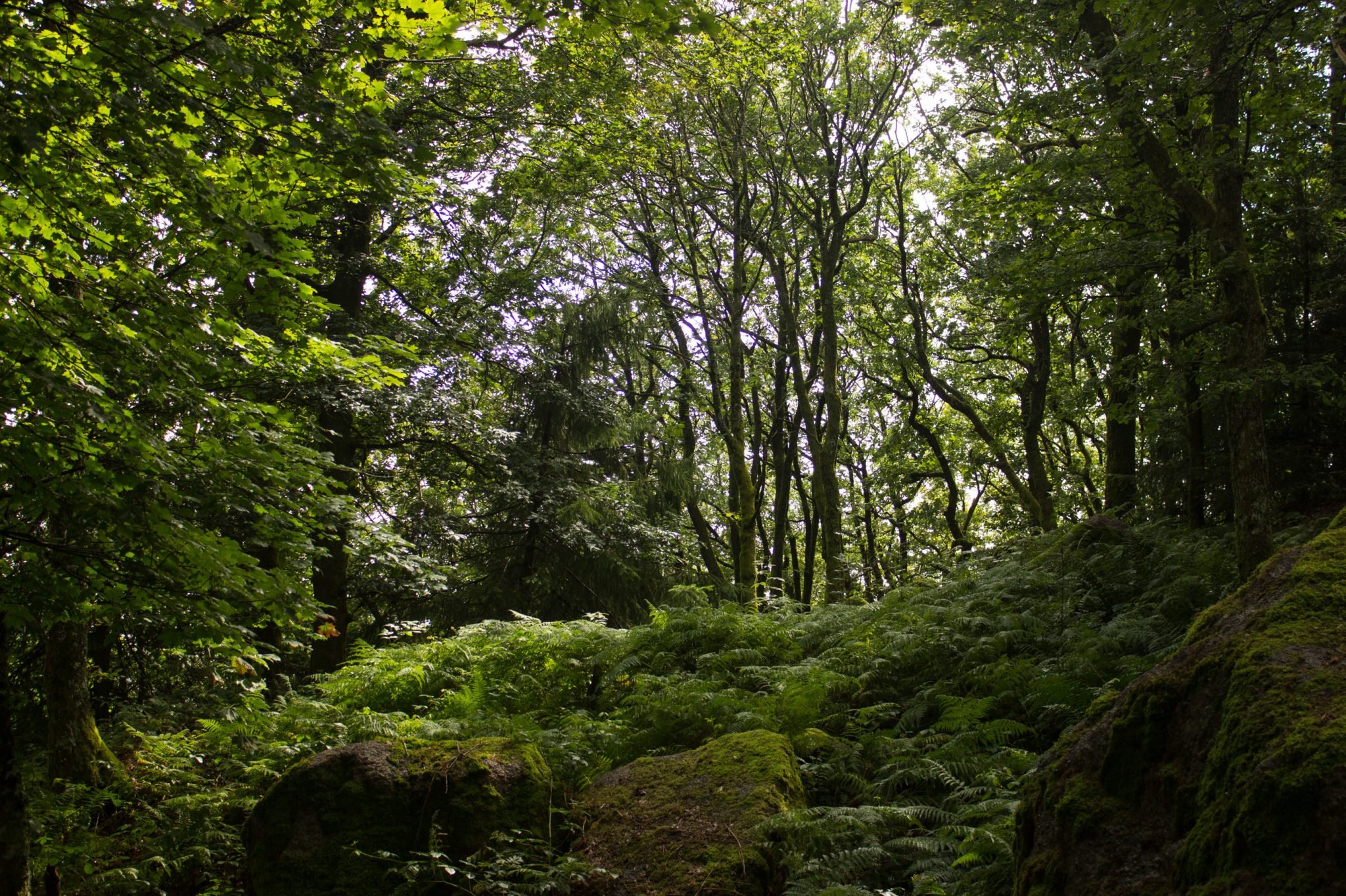 Wanderung im Rossefjellet Naturreservat - Teil der Rundwanderung bei Grimstad in Südnorwegen, Wanderer unterwegs im schönen, dichten Wald, moosbewachsene Felsen, naturbelassen, kaum andere Wanderer unterwegs, sehr dichte Vegetation, unterwegs in der Natur, sehr viele Farne wachsen auf dem Waldboden, Wald wirkt wie ein Regenwald, selten in Europa