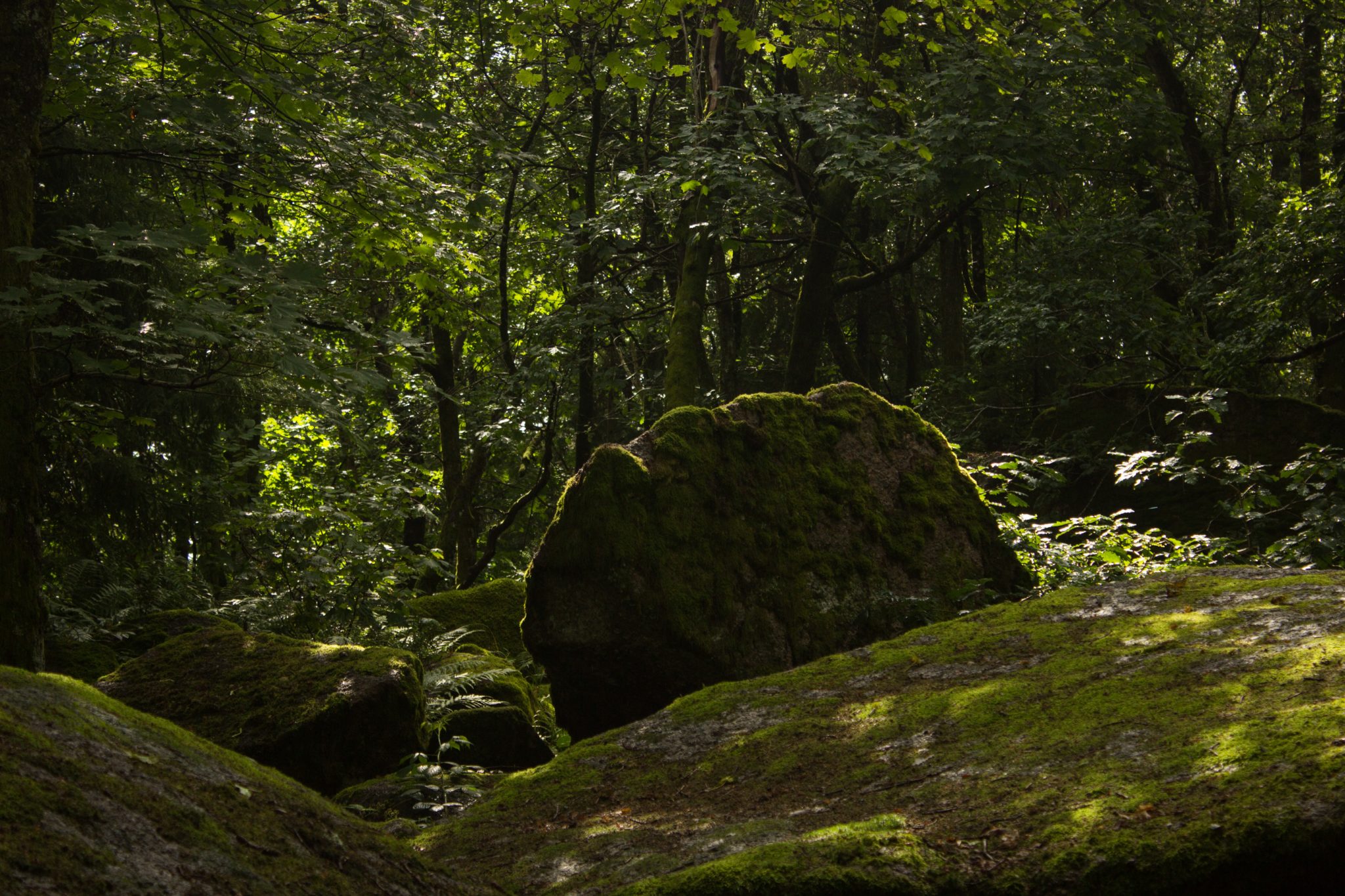 Wanderung im Rossefjellet Naturreservat - Teil der Rundwanderung bei Grimstad in Südnorwegen, Wanderer unterwegs im schönen, dichten Wald, moosbewachsene Felsen, naturbelassen, kaum andere Wanderer unterwegs, sehr dichte Vegetation, unterwegs in der Natur, Wald wirkt wie ein Regenwald, selten in Europa