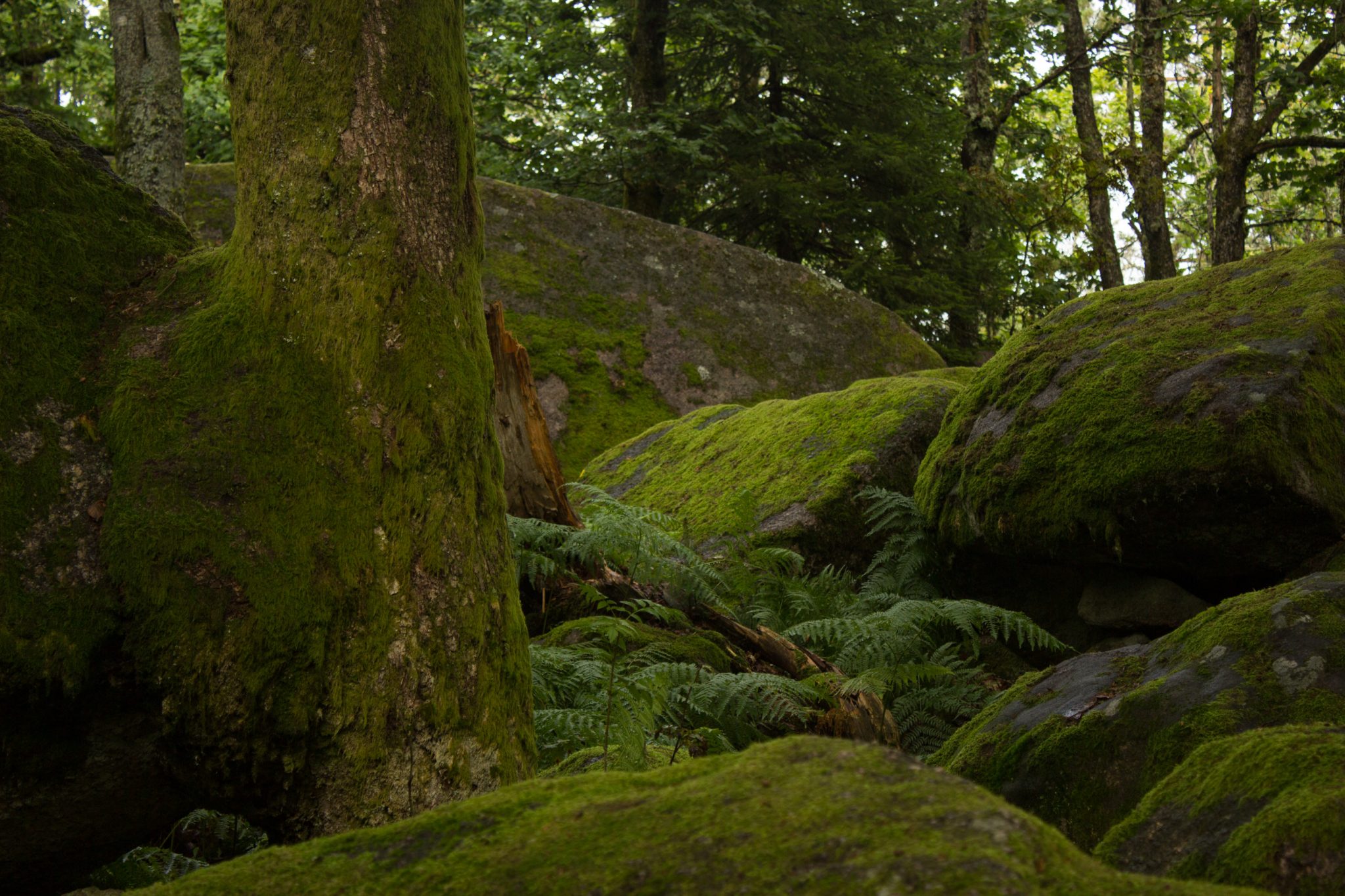 Wanderung im Rossefjellet Naturreservat - Teil der Rundwanderung bei Grimstad in Südnorwegen, Wanderer unterwegs im schönen, dichten Wald, moosbewachsene Felsen, naturbelassen, kaum andere Wanderer unterwegs, sehr dichte Vegetation, unterwegs in der Natur, sehr viele Farne wachsen auf dem Waldboden, Wald wirkt wie ein Regenwald, selten in Europa