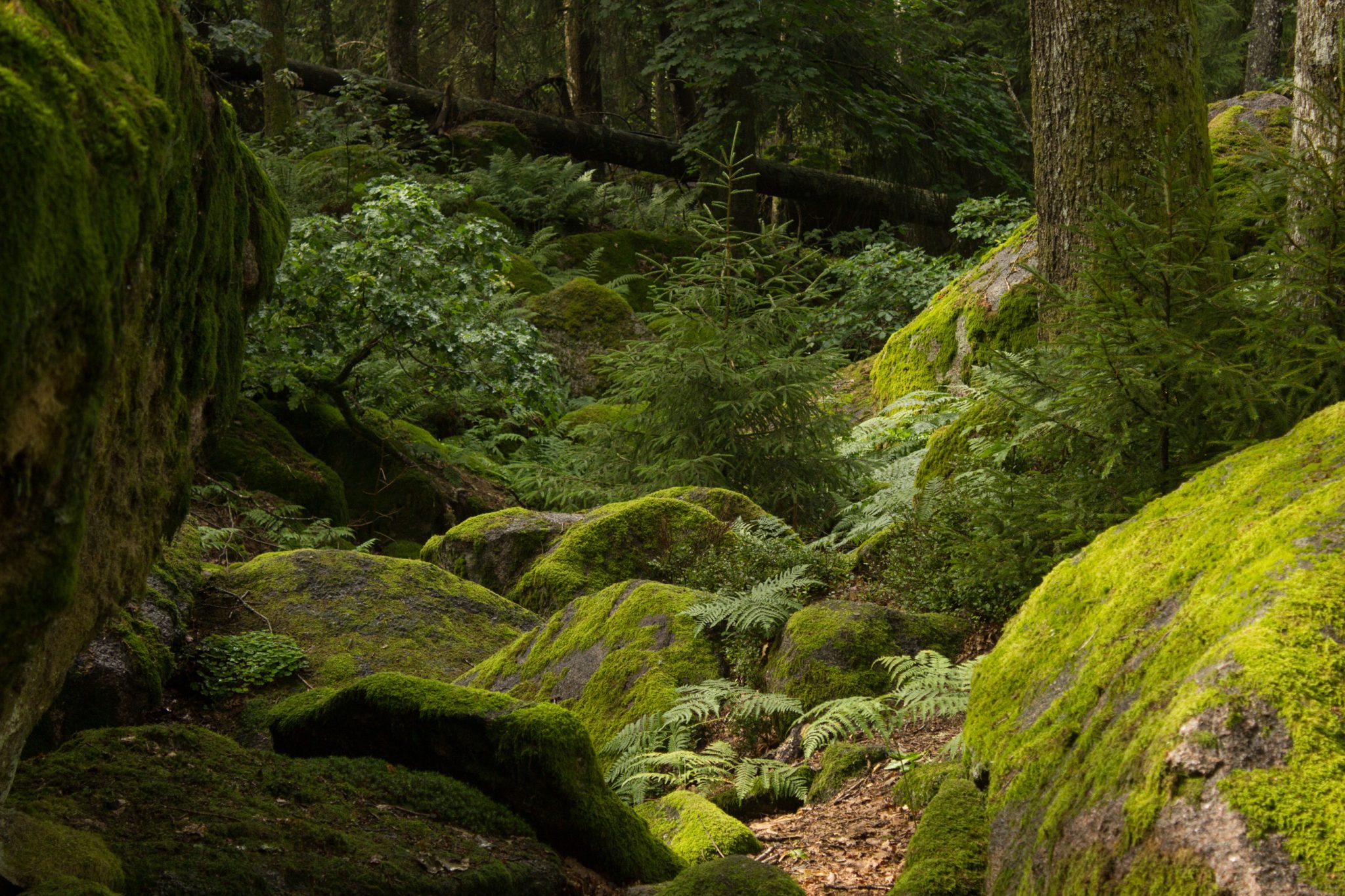 Wanderung im Rossefjellet Naturreservat - Teil der Rundwanderung bei Grimstad in Südnorwegen, Wanderer unterwegs im schönen, dichten Wald, moosbewachsene Felsen, naturbelassen, kaum andere Wanderer unterwegs, sehr dichte Vegetation, unterwegs in der Natur, sehr viele Farne wachsen auf dem Waldboden, Wald wirkt wie ein Regenwald, selten in Europa