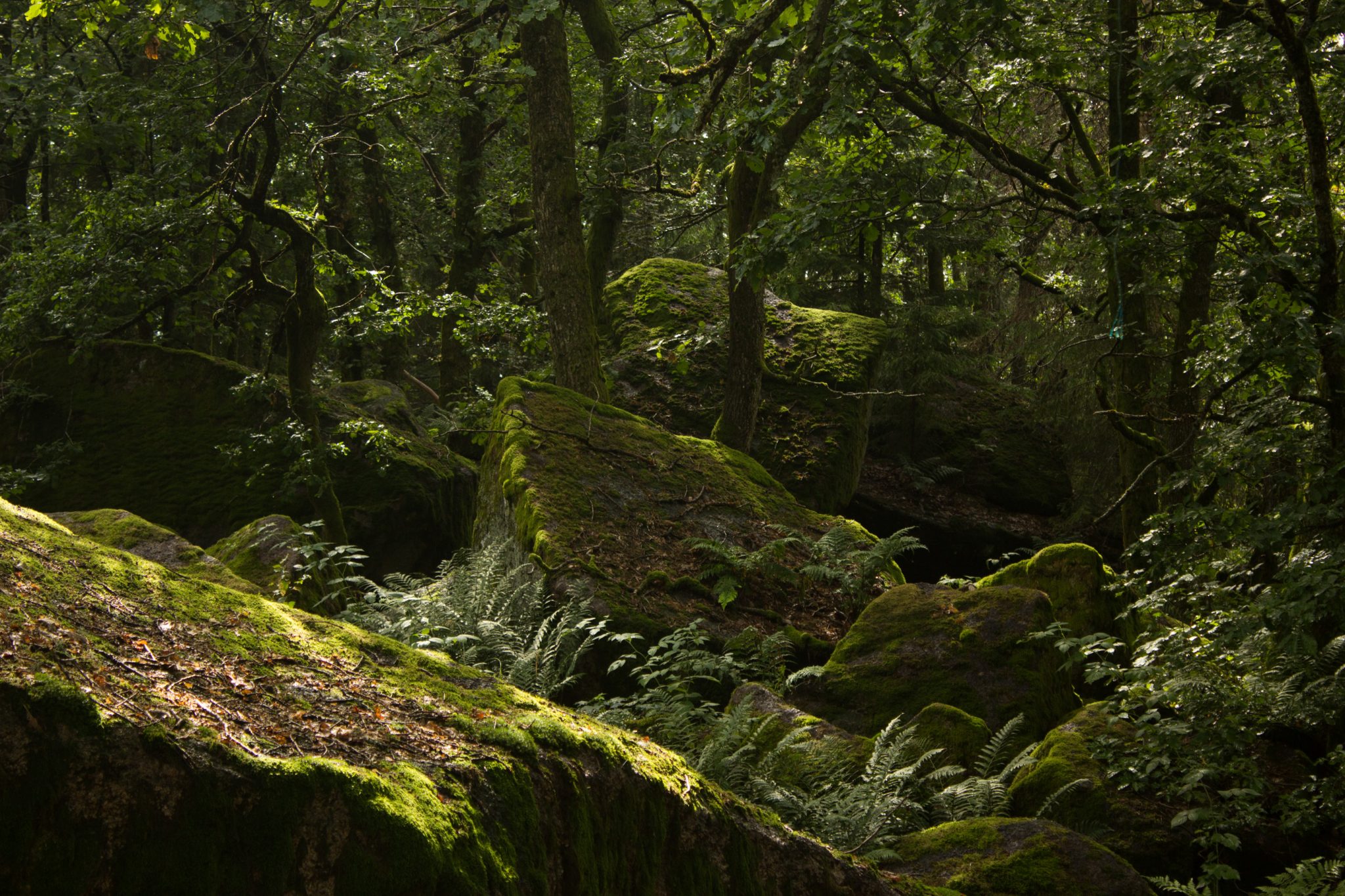 Wanderung im Rossefjellet Naturreservat - Teil der Rundwanderung bei Grimstad in Südnorwegen, Wanderer unterwegs im schönen, dichten Wald, moosbewachsene Felsen, naturbelassen, kaum andere Wanderer unterwegs, sehr dichte Vegetation, unterwegs in der Natur, sehr viele Farne wachsen auf dem Waldboden, Wald wirkt wie ein Regenwald, selten in Europa
