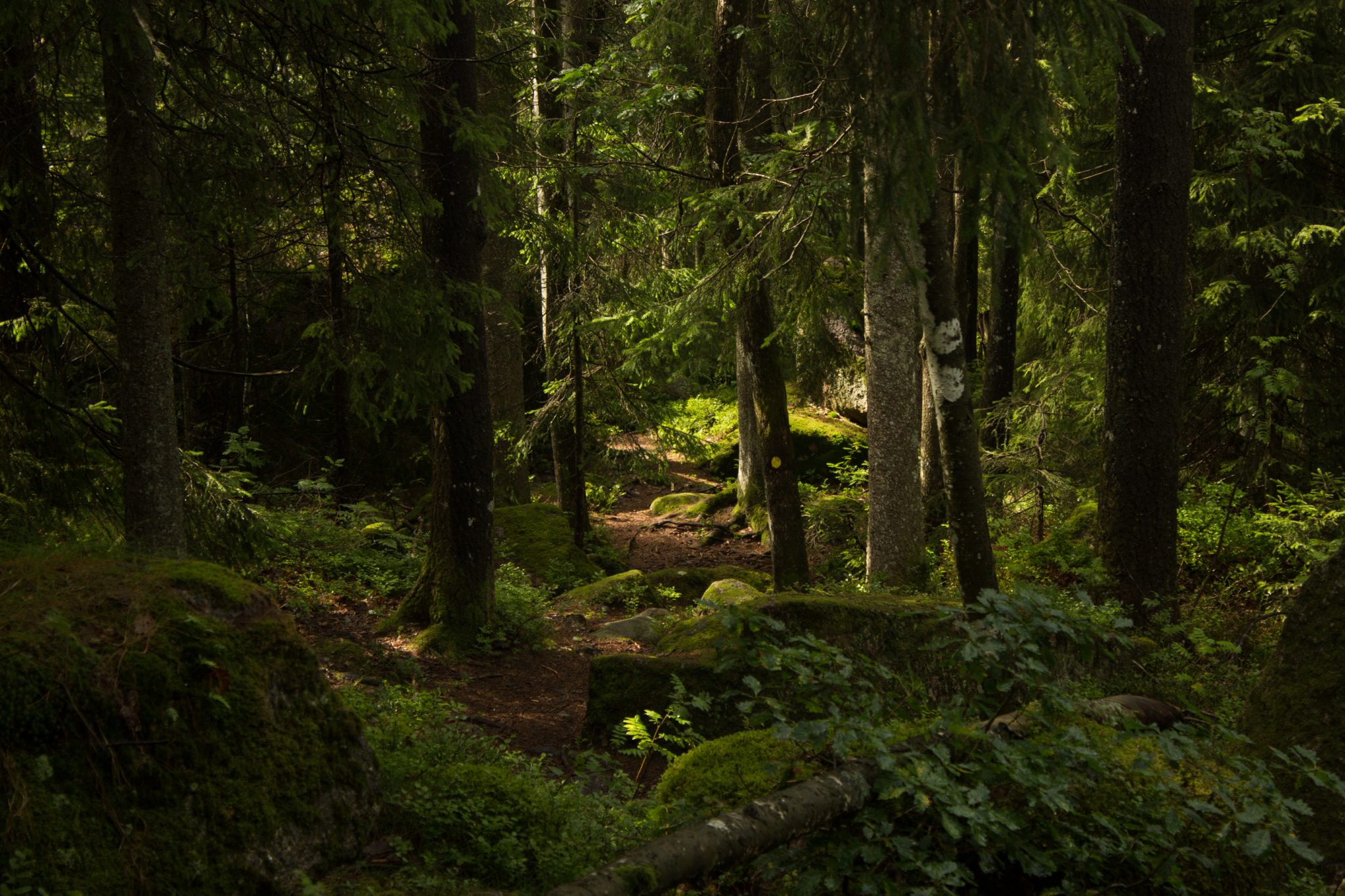 Wanderung im Rossefjellet Naturreservat - Teil der Rundwanderung bei Grimstad in Südnorwegen, Wanderer unterwegs im schönen, dichten Wald, moosbewachsene Felsen, naturbelassen, kaum andere Wanderer unterwegs, sehr dichte Vegetation, unterwegs in der Natur, sehr viele Farne wachsen auf dem Waldboden, Wald wirkt wie ein Regenwald, selten in Europa