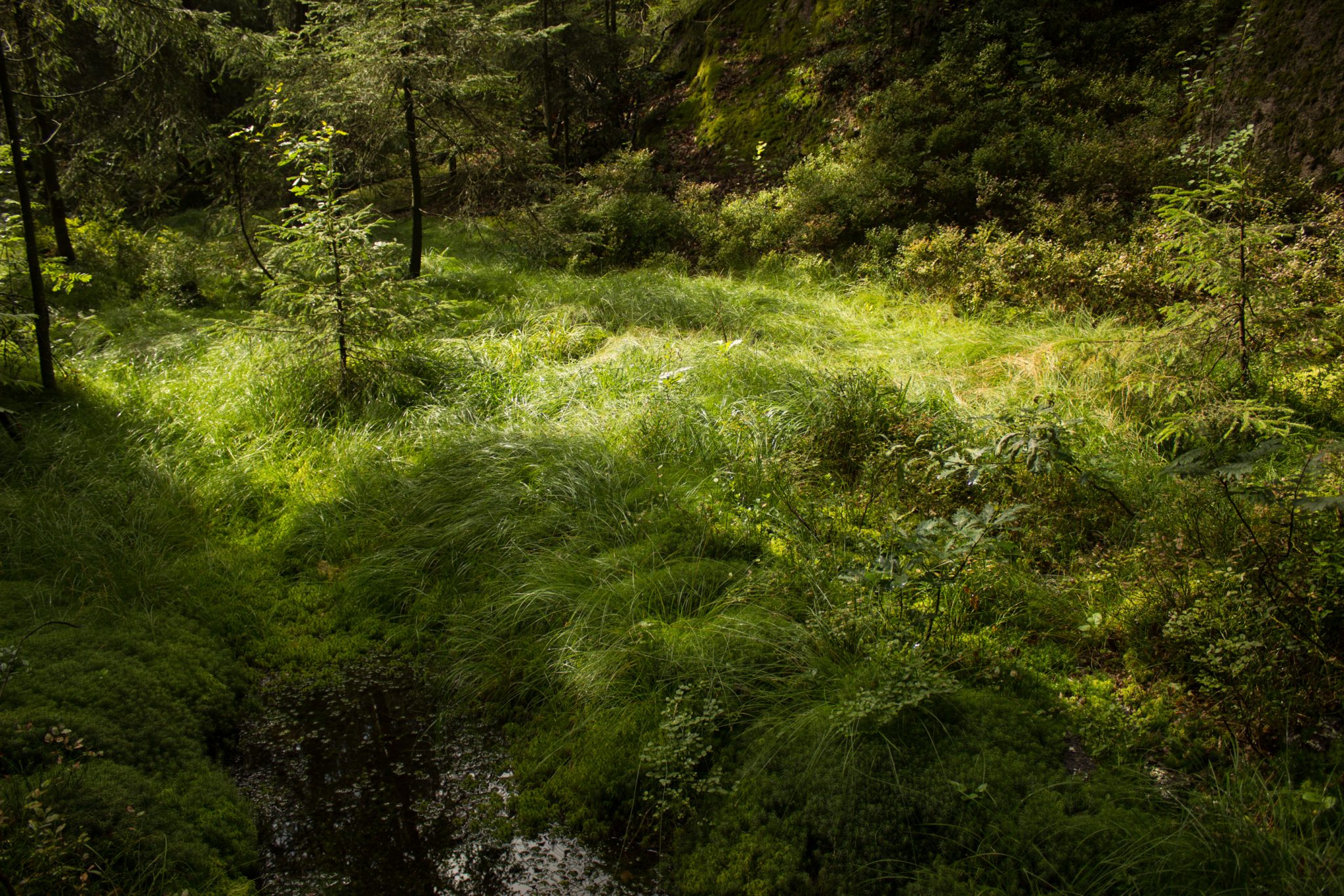 Wanderung im Rossefjellet Naturreservat - Teil der Rundwanderung bei Grimstad in Südnorwegen, Wanderer unterwegs im schönen, dichten Wald, moosbewachsene Felsen, naturbelassen, kaum andere Wanderer unterwegs, sehr dichte Vegetation, unterwegs in der Natur, sehr viele Gräser auf kleiner Lichtung im Wald