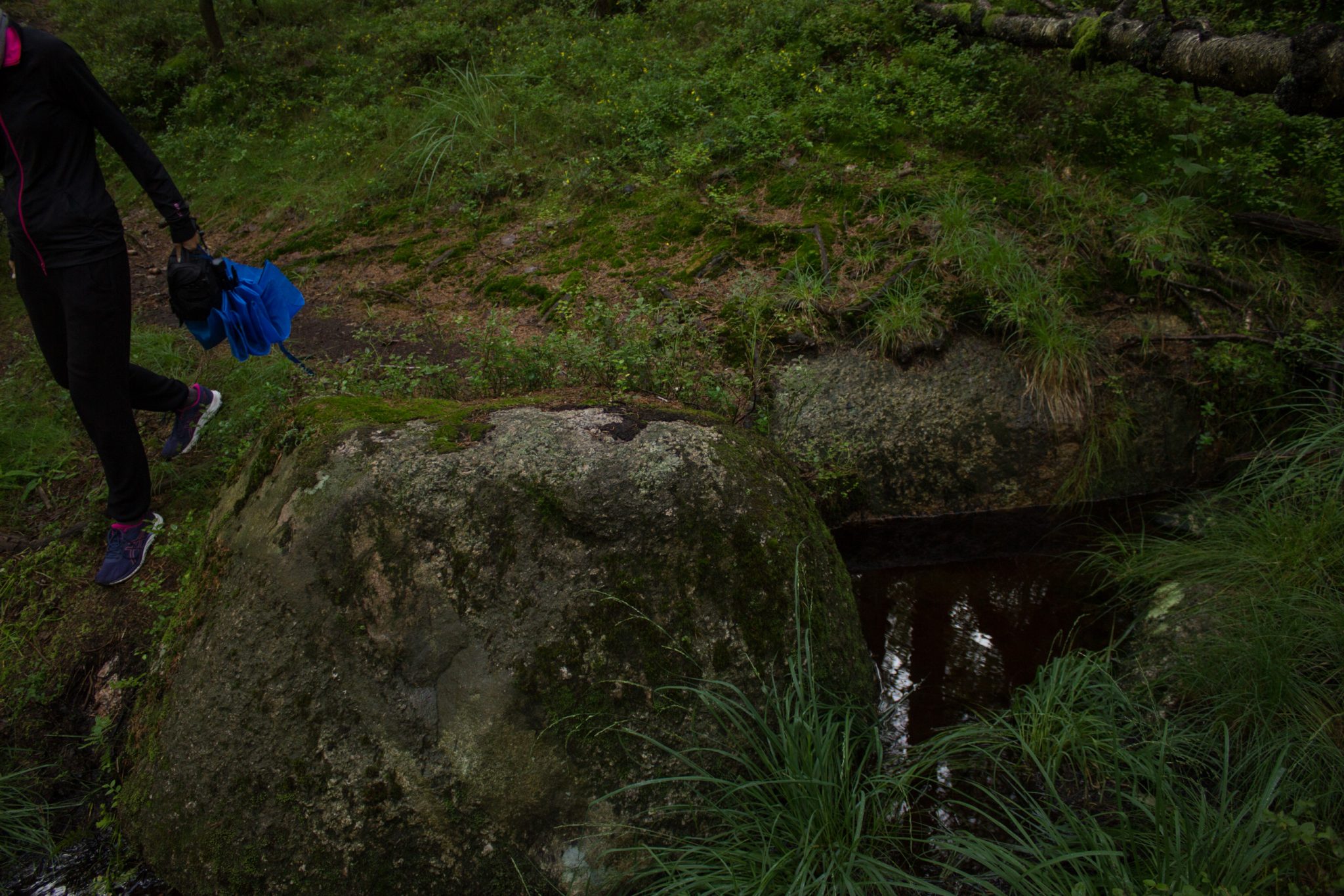 Wanderung im Rossefjellet Naturreservat - Teil der Rundwanderung bei Grimstad in Südnorwegen, Wanderer unterwegs im schönen, dichten Wald, moosbewachsene Felsen, naturbelassen, kaum andere Wanderer unterwegs, unterwegs in der Natur, Überquerung eines kleinen Sumpfabschnitts