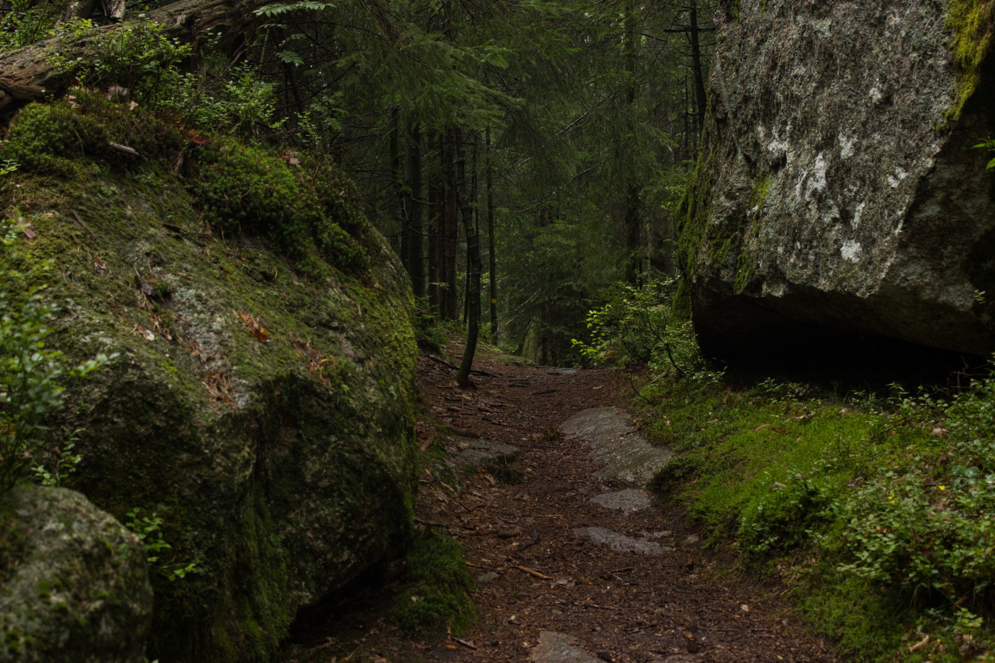 Wanderung im Rossefjellet Naturreservat - Teil der Rundwanderung bei Grimstad in Südnorwegen, moosbewachsene Felsen, steiniger, abwechslungsreicher Wanderweg durch schönen Wald, naturbelassen