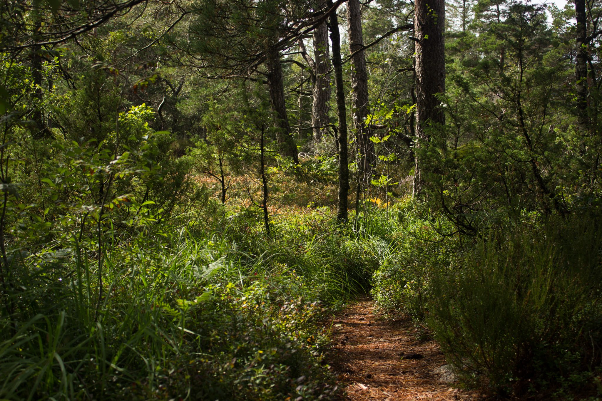 Wanderung im Rossefjellet Naturreservat - Teil der Rundwanderung bei Grimstad in Südnorwegen, Wanderer unterwegs im schönen, dichten Wald, naturbelassen, kaum andere Wanderer unterwegs, sehr dichte Vegetation, unterwegs in der Natur, Wald wandelt sich in andere Richtung des Wanderweges in eine Heidelandschaft