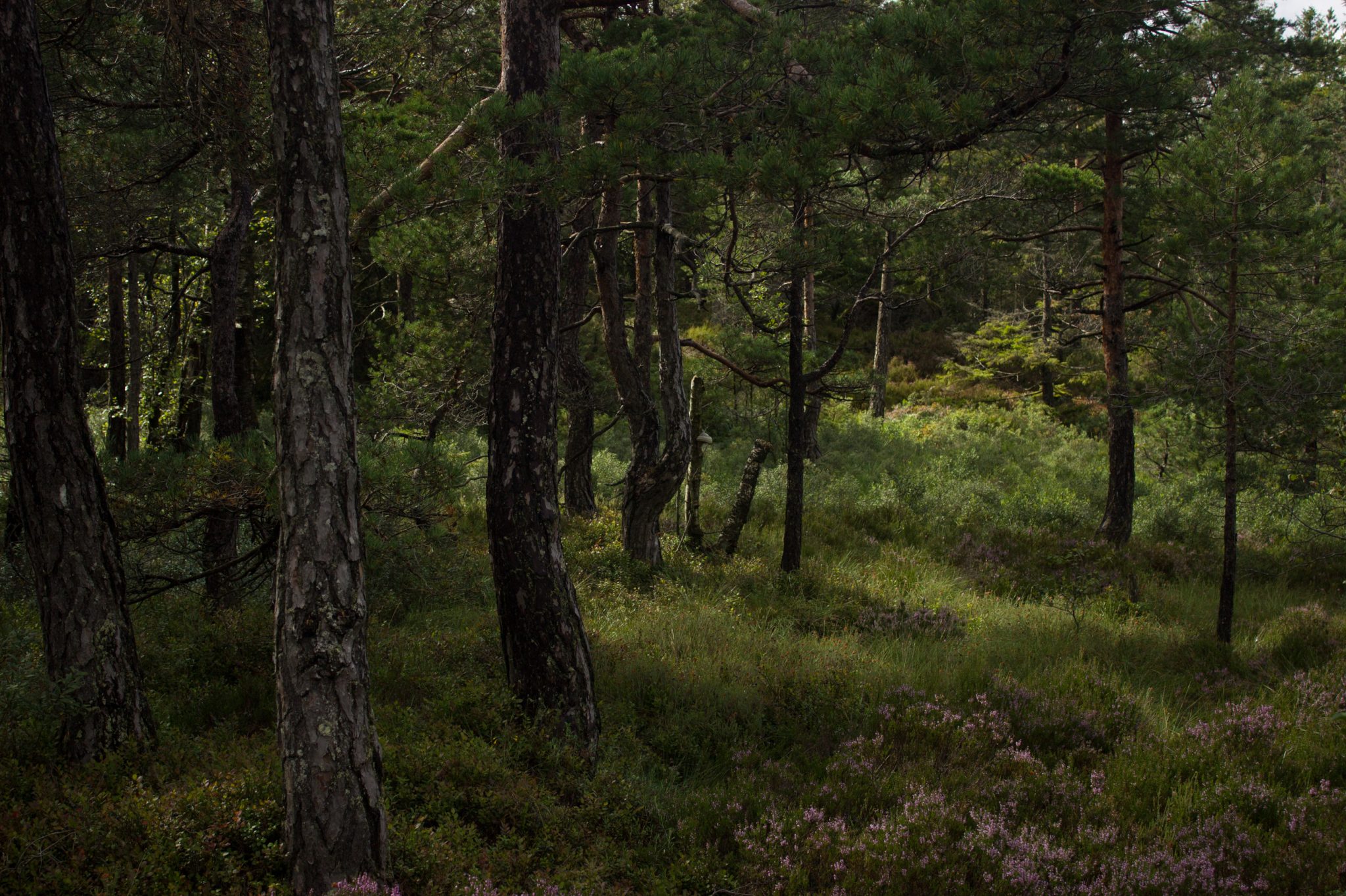 Wanderung im Rossefjellet Naturreservat - Teil der Rundwanderung bei Grimstad in Südnorwegen, Wanderer unterwegs im schönen, dichten Wald, naturbelassen, kaum andere Wanderer unterwegs, sehr dichte Vegetation, unterwegs in der Natur, Wald wandelt sich in andere Richtung des Wanderweges in eine Heidelandschaft