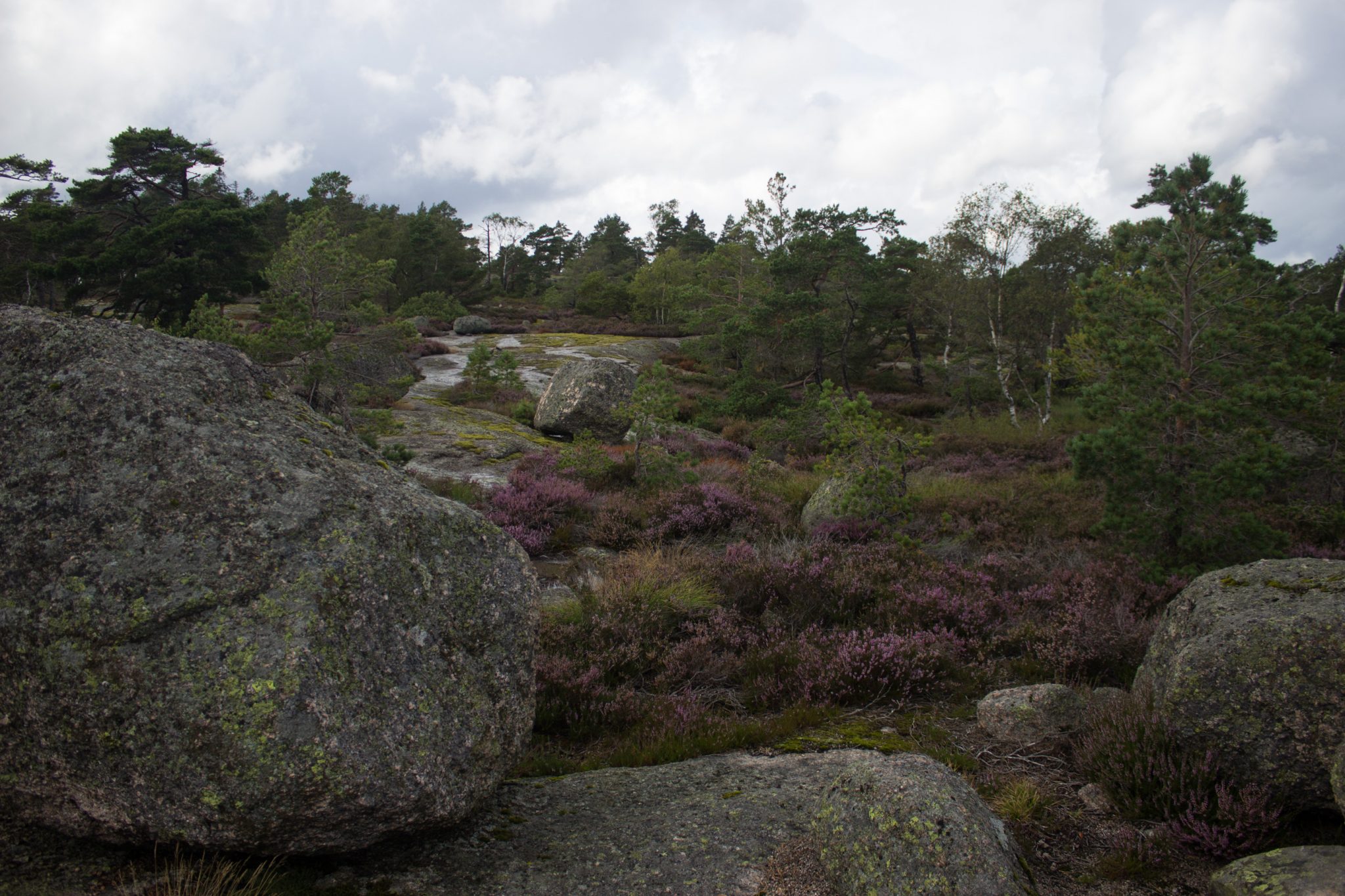 Wanderung im Rossefjellet Naturreservat - Teil der Rundwanderung bei Grimstad in Südnorwegen, unterwegs in der Natur, Wald wandelt sich in andere Richtung des Wanderweges in eine Heidelandschaft, weniger dichte Vegetation