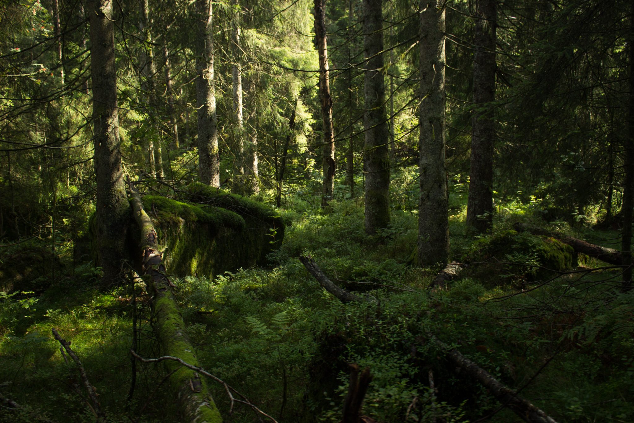 Wanderung im Rossefjellet Naturreservat - Teil der Rundwanderung bei Grimstad in Südnorwegen, Wanderer unterwegs im schönen, dichten Wald, moosbewachsene Felsen, naturbelassen, kaum andere Wanderer unterwegs, sehr dichte Vegetation, unterwegs in der Natur, sehr viele Farne wachsen auf dem Waldboden, Wald wirkt wie ein Regenwald, selten in Europa