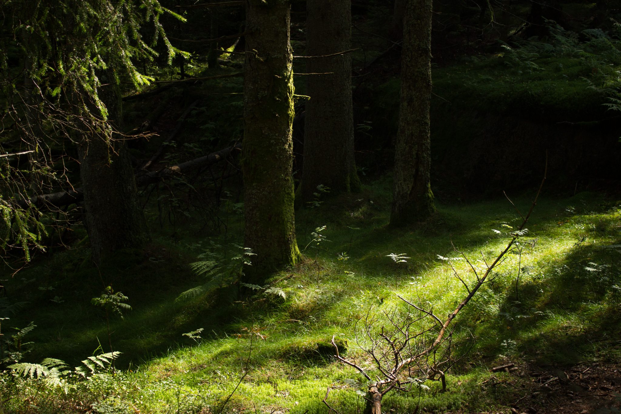 Wanderung im Rossefjellet Naturreservat - Teil der Rundwanderung bei Grimstad in Südnorwegen, Wanderer unterwegs im schönen, dichten Wald, moosbewachsene Felsen, naturbelassen, kaum andere Wanderer unterwegs, sehr dichte Vegetation, unterwegs in der Natur, sehr viele Gräser auf kleiner Lichtung im Wald