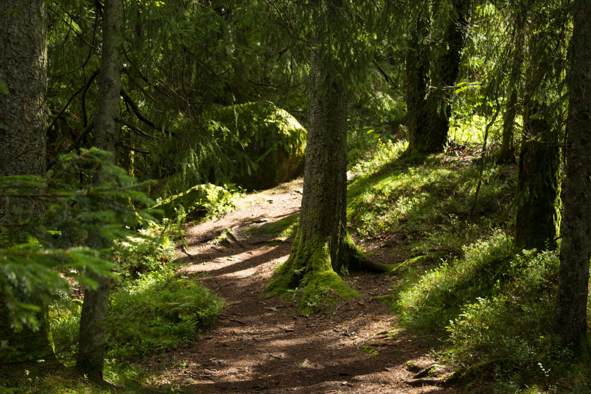 Wanderung im Rossefjellet Naturreservat - Teil der Rundwanderung bei Grimstad in Südnorwegen, Wanderer unterwegs im schönen, dichten Wald, moosbewachsene Felsen, naturbelassen, kaum andere Wanderer unterwegs, sehr dichte Vegetation, unterwegs in der Natur, sehr viele Farne wachsen auf dem Waldboden, Wald wirkt wie ein Regenwald, selten in Europa