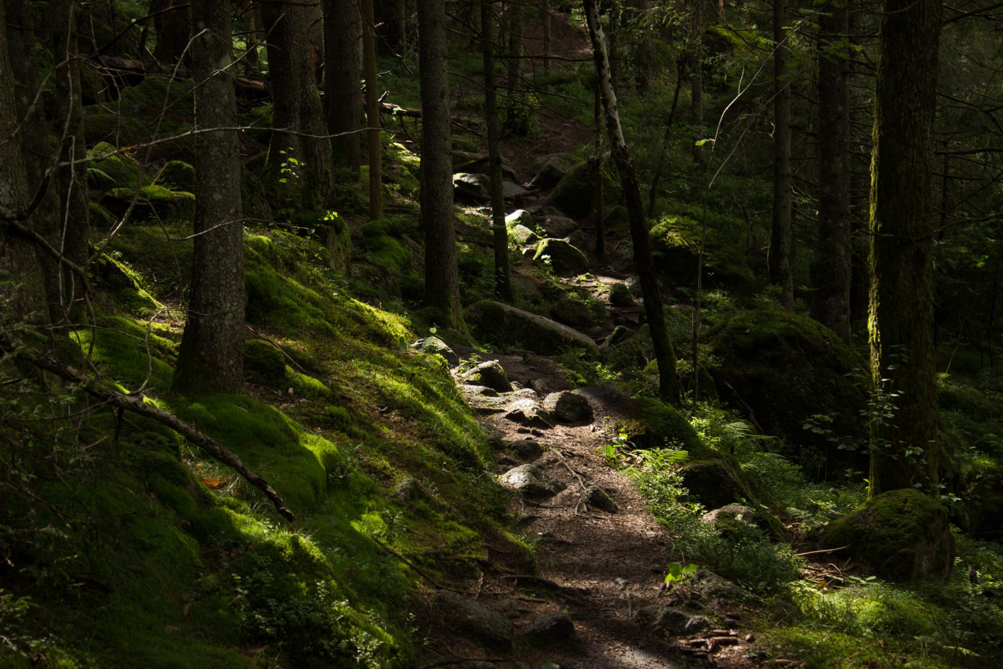 Wanderung im Rossefjellet Naturreservat - Teil der Rundwanderung bei Grimstad in Südnorwegen, Wanderer unterwegs im schönen, dichten Wald, moosbewachsene Felsen, naturbelassen, kaum andere Wanderer unterwegs, sehr dichte Vegetation, unterwegs in der Natur, sehr viele Farne wachsen auf dem Waldboden, Wald wirkt wie ein Regenwald, selten in Europa