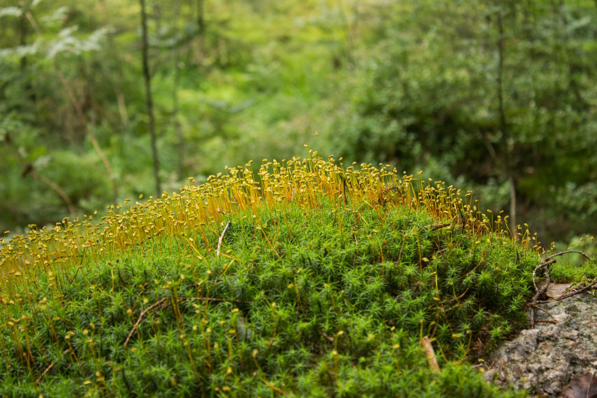 Wanderung im Rossefjellet Naturreservat - Teil der Rundwanderung bei Grimstad in Südnorwegen, Wanderer unterwegs im schönen, dichten Wald, naturbelassen, kaum andere Wanderer unterwegs, unterwegs in der Natur, Nahaufnahme vom Moos