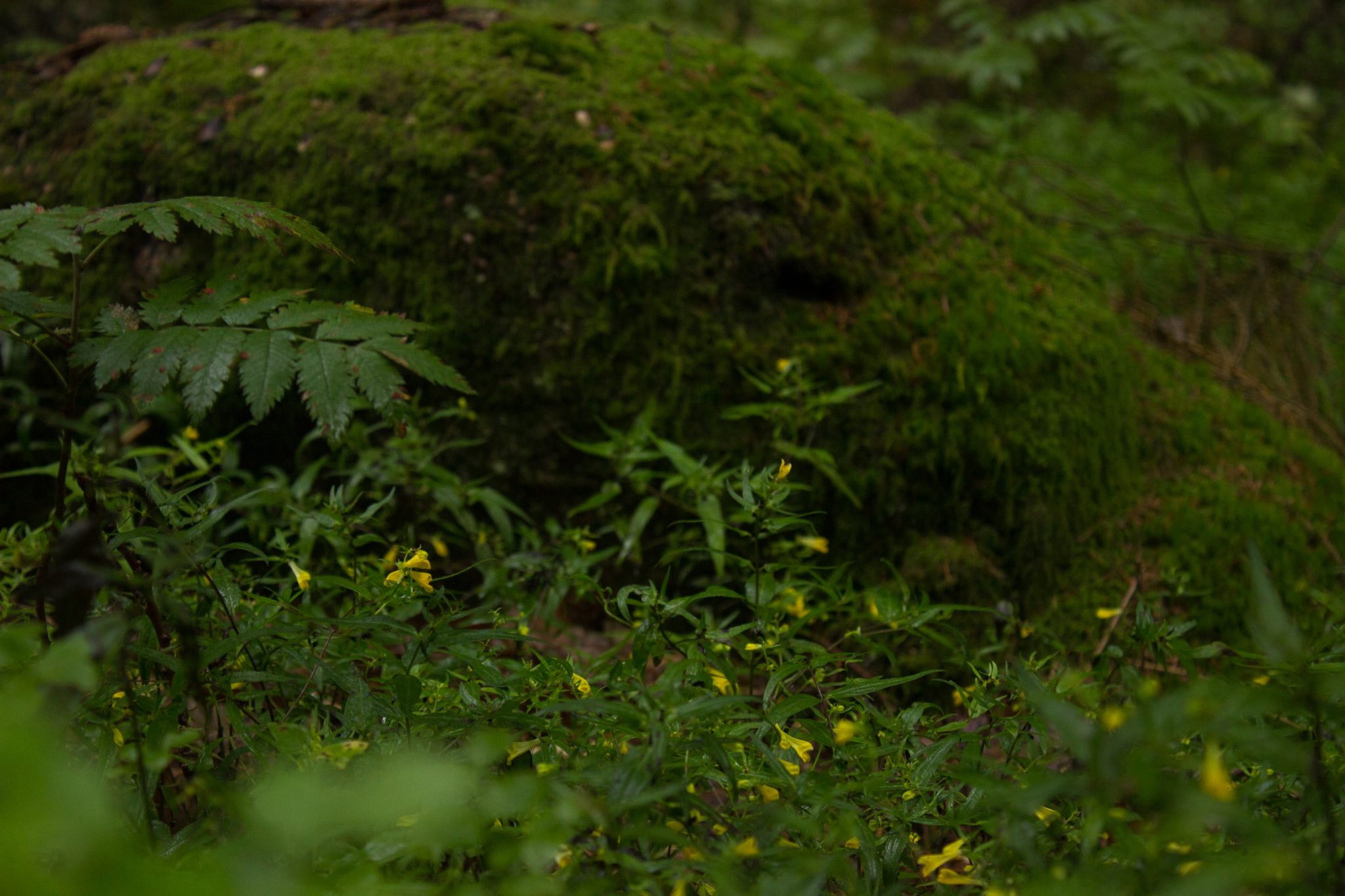 Wanderung im Rossefjellet Naturreservat - Teil der Rundwanderung bei Grimstad in Südnorwegen, moosbewachsene Felsen, naturbelassen, kaum andere Wanderer unterwegs, Farne und kleine Blumen am Wegesrand, Foto mit Detail, Natur, Wanderweg durch sehr schönen Wald