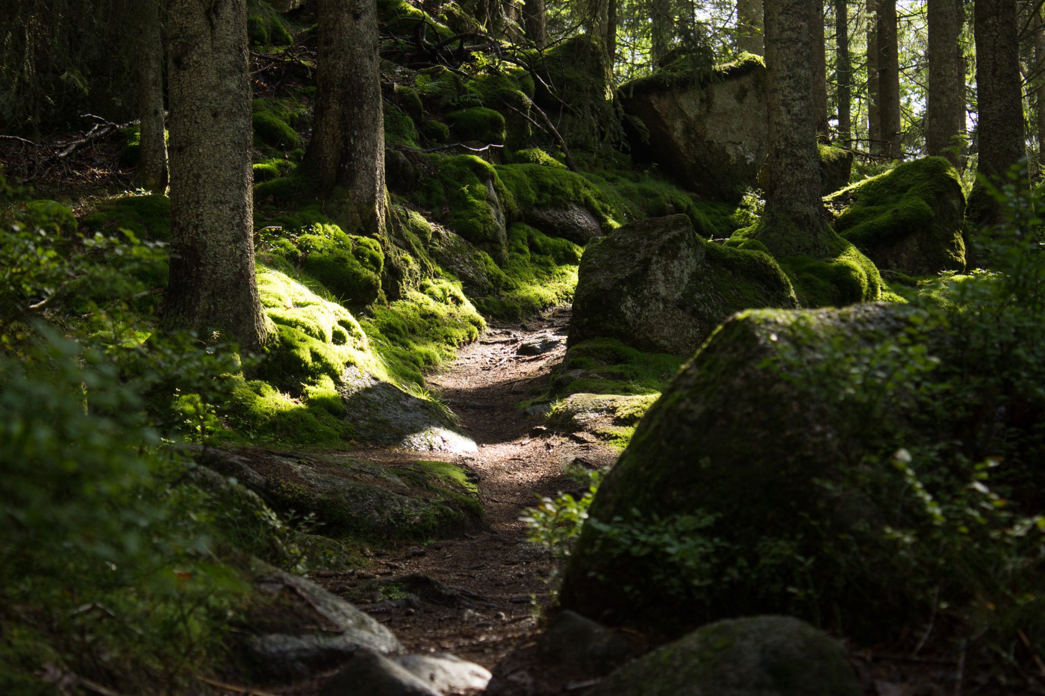 Wanderung im Rossefjellet Naturreservat - Teil der Rundwanderung bei Grimstad in Südnorwegen, Wanderer unterwegs im schönen, dichten Wald, moosbewachsene Felsen, naturbelassen, kaum andere Wanderer unterwegs, sehr dichte Vegetation, unterwegs in der Natur, sehr viele Farne wachsen auf dem Waldboden, Wald wirkt wie ein Regenwald, selten in Europa