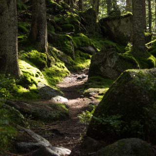 Wanderung im Rossefjellet Naturreservat - Teil der Rundwanderung bei Grimstad in Südnorwegen, Wanderer unterwegs im schönen, dichten Wald, moosbewachsene Felsen, naturbelassen, kaum andere Wanderer unterwegs, sehr dichte Vegetation, unterwegs in der Natur, sehr viele Farne wachsen auf dem Waldboden, Wald wirkt wie ein Regenwald, selten in Europa