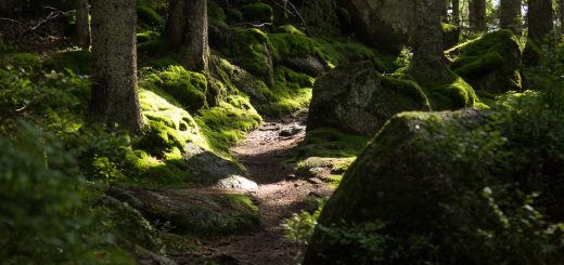 Wanderung im Rossefjellet Naturreservat - Teil der Rundwanderung bei Grimstad in Südnorwegen, Wanderer unterwegs im schönen, dichten Wald, moosbewachsene Felsen, naturbelassen, kaum andere Wanderer unterwegs, sehr dichte Vegetation, unterwegs in der Natur, sehr viele Farne wachsen auf dem Waldboden, Wald wirkt wie ein Regenwald, selten in Europa