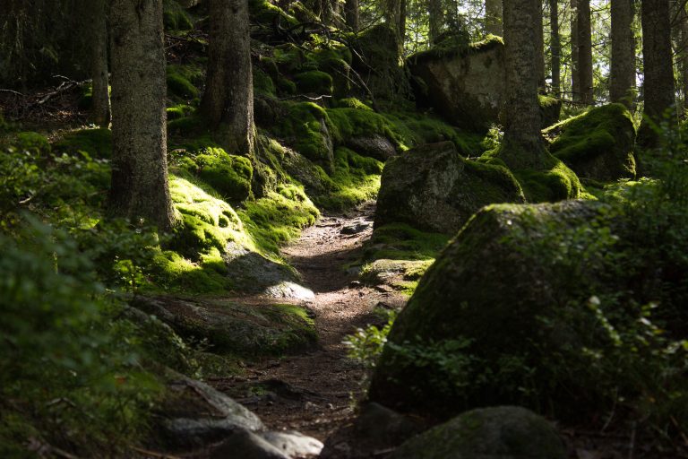 Wanderung im Rossefjellet Naturreservat - Teil der Rundwanderung bei Grimstad in Südnorwegen, Wanderer unterwegs im schönen, dichten Wald, moosbewachsene Felsen, naturbelassen, kaum andere Wanderer unterwegs, sehr dichte Vegetation, unterwegs in der Natur, sehr viele Farne wachsen auf dem Waldboden, Wald wirkt wie ein Regenwald, selten in Europa