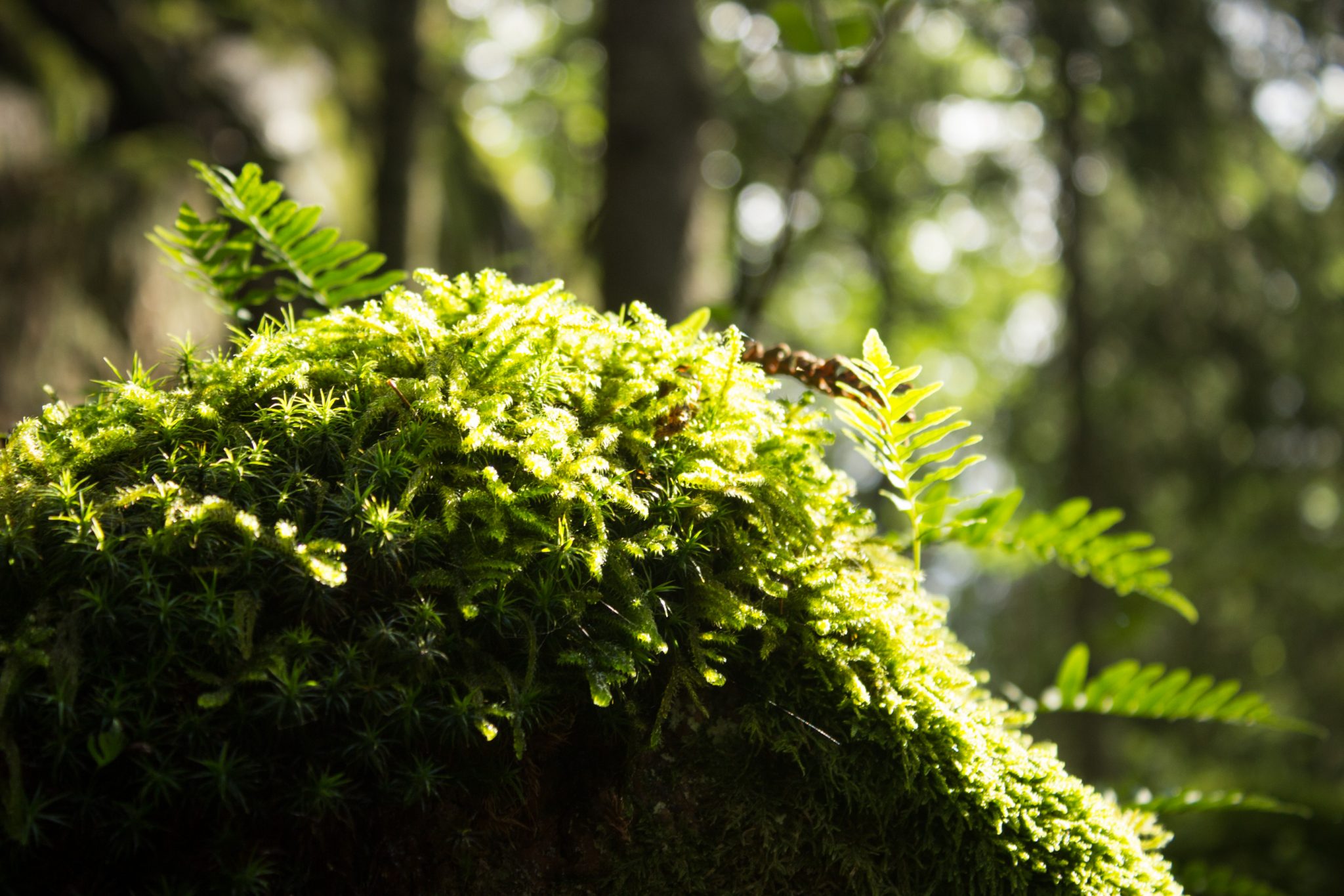 Wanderung im Rossefjellet Naturreservat - Teil der Rundwanderung bei Grimstad in Südnorwegen, Wanderer unterwegs im schönen, dichten Wald, naturbelassen, kaum andere Wanderer unterwegs, unterwegs in der Natur, Nahaufnahme vom Moos