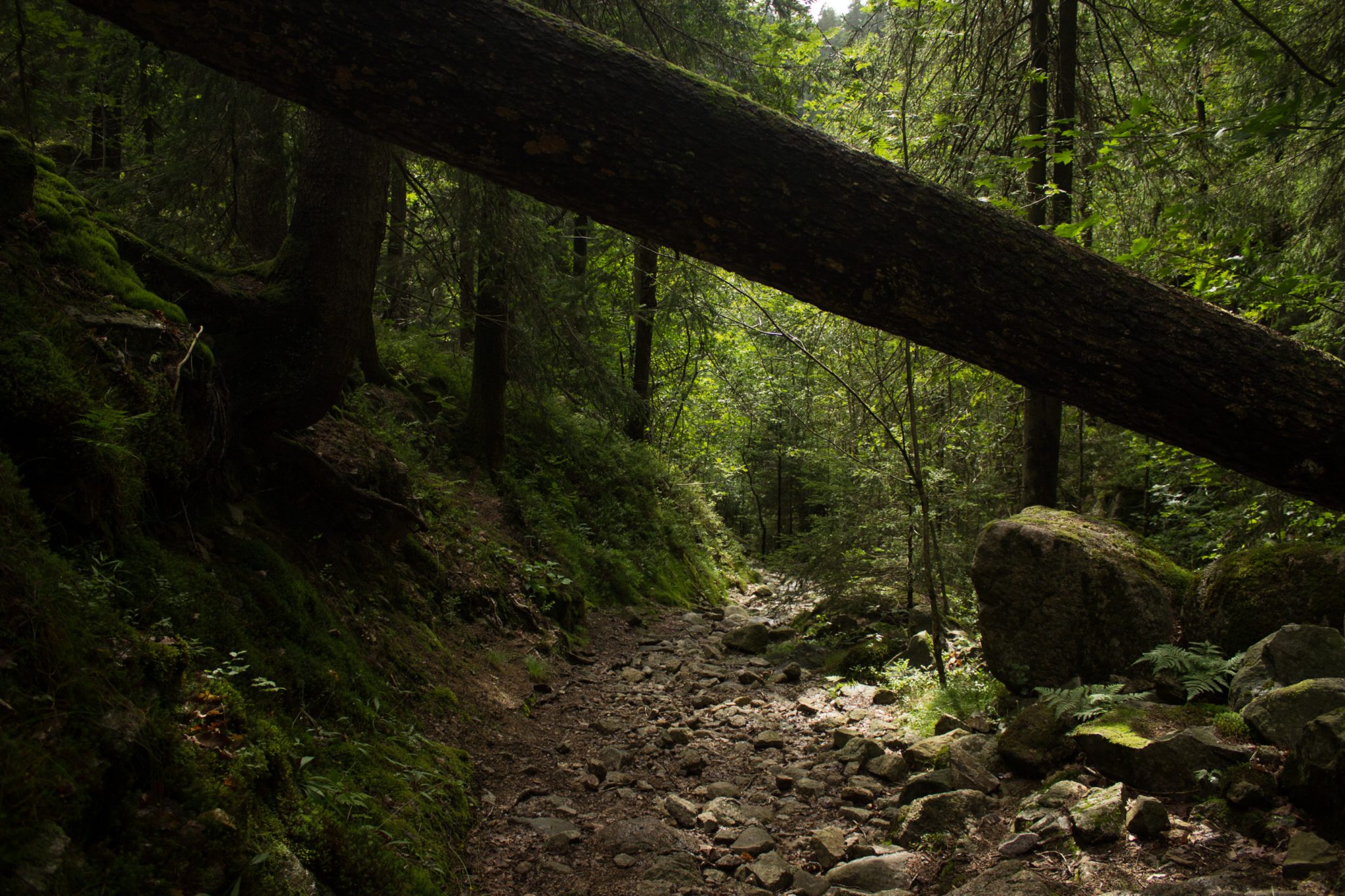 Wanderung im Rossefjellet Naturreservat - Teil der Rundwanderung bei Grimstad in Südnorwegen, moosbewachsene Felsen, steiniger, abwechslungsreicher Wanderweg, naturbelassen, umgefallene Bäume werden liegen gelassen, sehr schöner Wald