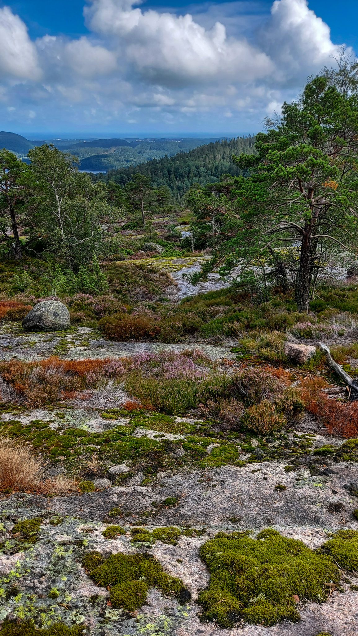 Wanderung im Rossefjellet Naturreservat - Teil der Rundwanderung bei Grimstad in Südnorwegen, unterwegs in der Natur, Wald wandelt sich in andere Richtung des Wanderweges in eine Heidelandschaft, weniger dichte Vegetation, weite Aussicht