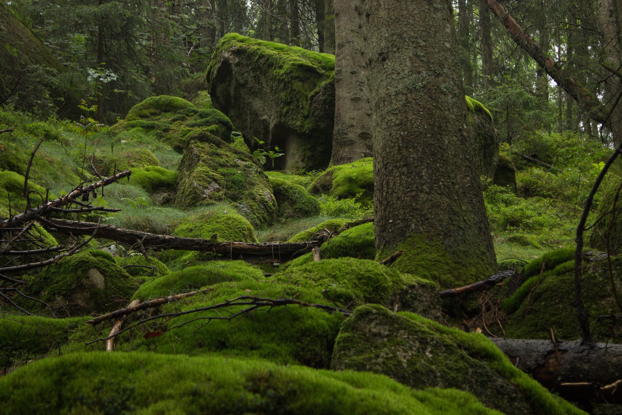 Wanderung im Rossefjellet Naturreservat - Teil der Rundwanderung bei Grimstad in Südnorwegen, moosbewachsene Felsen, naturbelassen, kaum andere Wanderer unterwegs, dichte Vegetation, unterwegs in der Natur, Wanderweg durch sehr schönen Wald