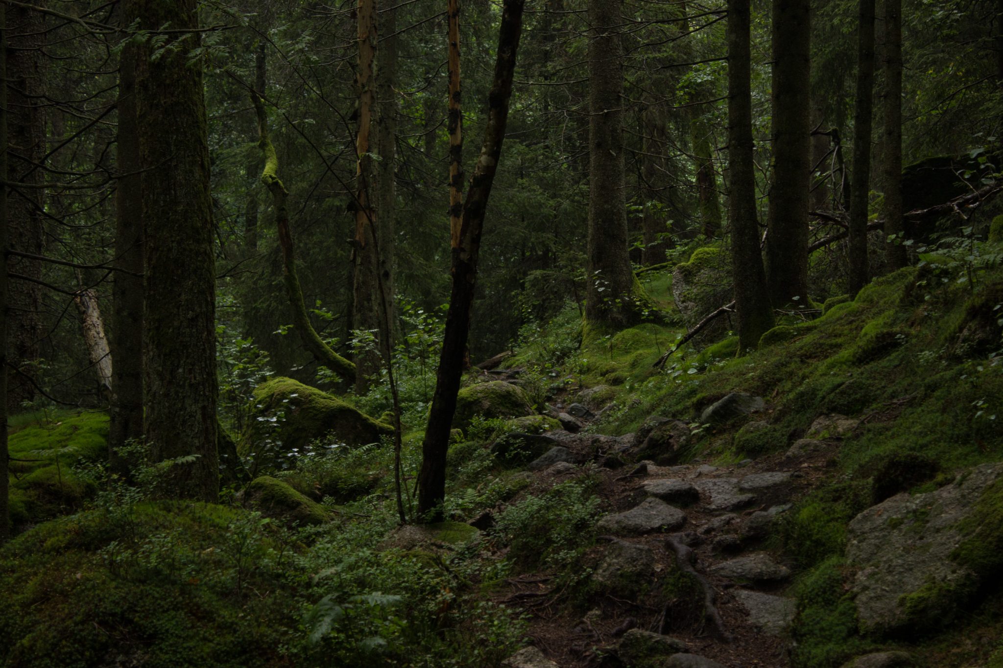 Wanderung im Rossefjellet Naturreservat - Teil der Rundwanderung bei Grimstad in Südnorwegen, Wanderer unterwegs im schönen, dichten Wald, moosbewachsene Felsen, abwechslungsreicher Wanderweg über Steine, naturbelassen, kaum andere Wanderer unterwegs, dichte Vegetation, unterwegs in der Natur