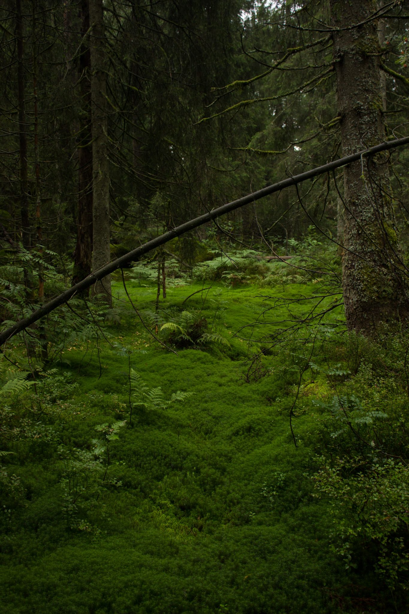 Wanderung im Rossefjellet Naturreservat - Teil der Rundwanderung bei Grimstad in Südnorwegen, Wanderer unterwegs im schönen, dichten Wald, moosbewachsene Felsen, dicht bewachsener Waldboden, naturbelassen, kaum andere Wanderer unterwegs, dichte Vegetation, unterwegs in der Natur