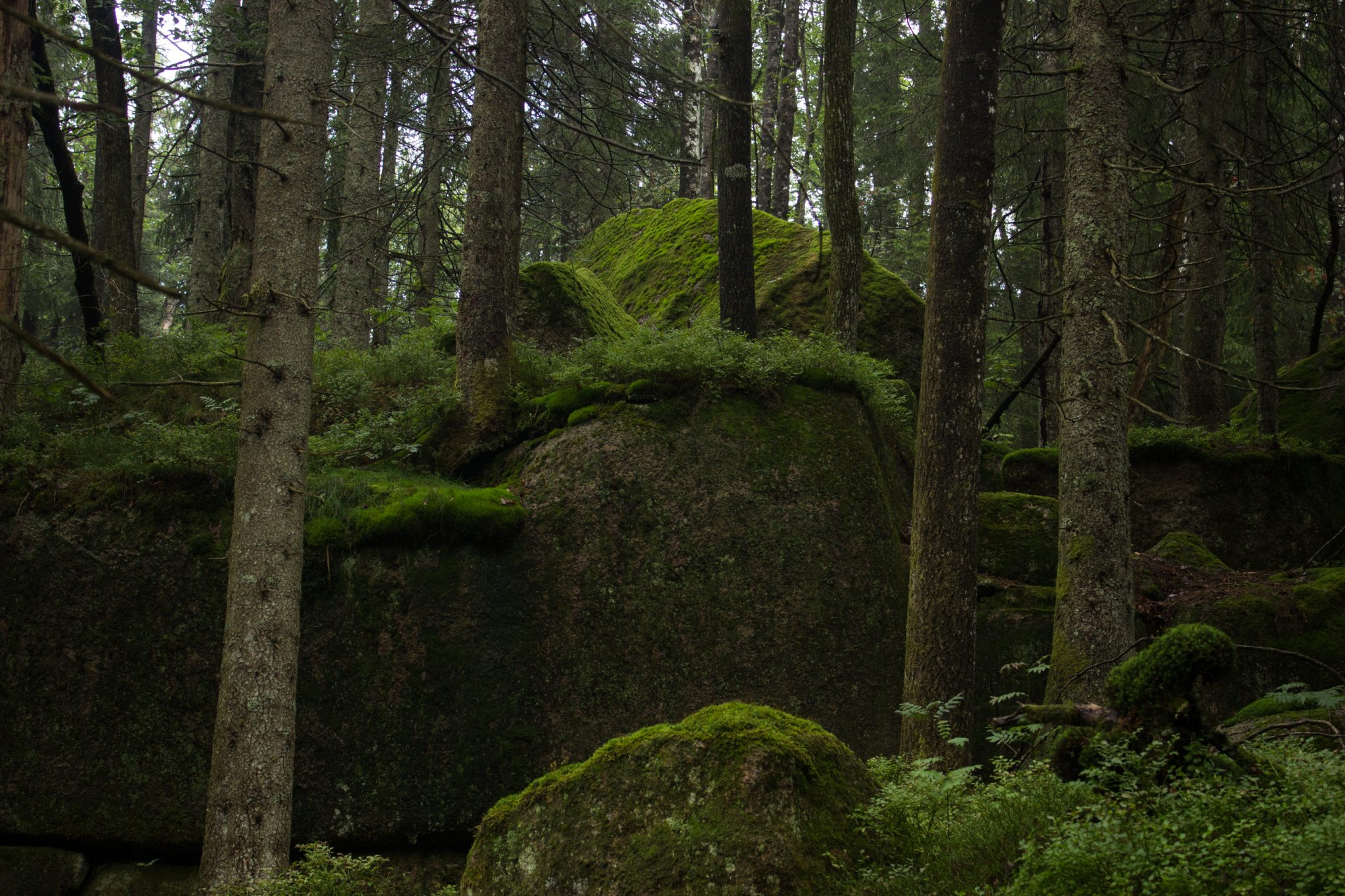 Wanderung im Rossefjellet Naturreservat - Teil der Rundwanderung bei Grimstad in Südnorwegen, Wanderer unterwegs im schönen, dichten Wald, moosbewachsene Felsen, naturbelassen, kaum andere Wanderer unterwegs, sehr dichte Vegetation, unterwegs in der Natur