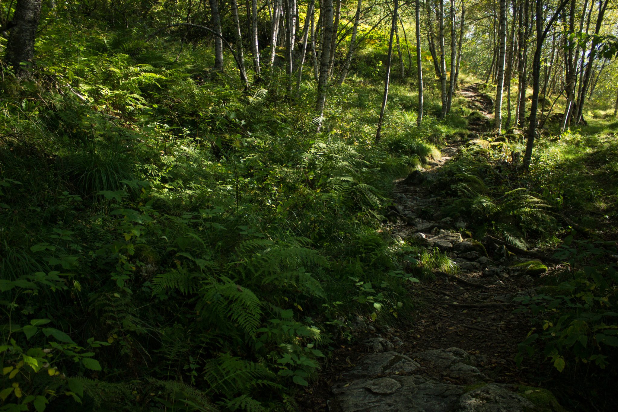 Wanderung in Stalheim nach Nali, Start in der Nähe des Stalheim Hotels, Aussicht auf das Tal Nærøydal mit hohen Bergen zu beiden Seiten, Wanderweg durch schönen Wald mit Farnen