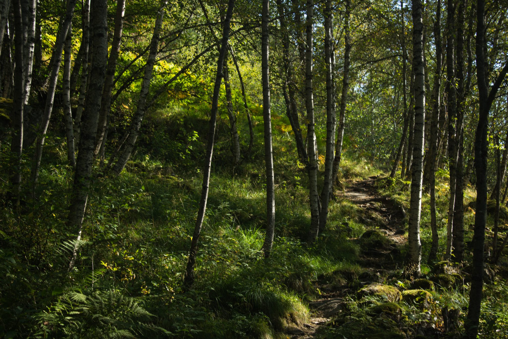 Wanderung in Stalheim nach Nali, Start in der Nähe des Stalheim Hotels, Aussicht auf das Tal Nærøydal mit hohen Bergen zu beiden Seiten, Wanderweg durch schönen Wald mit Farnen