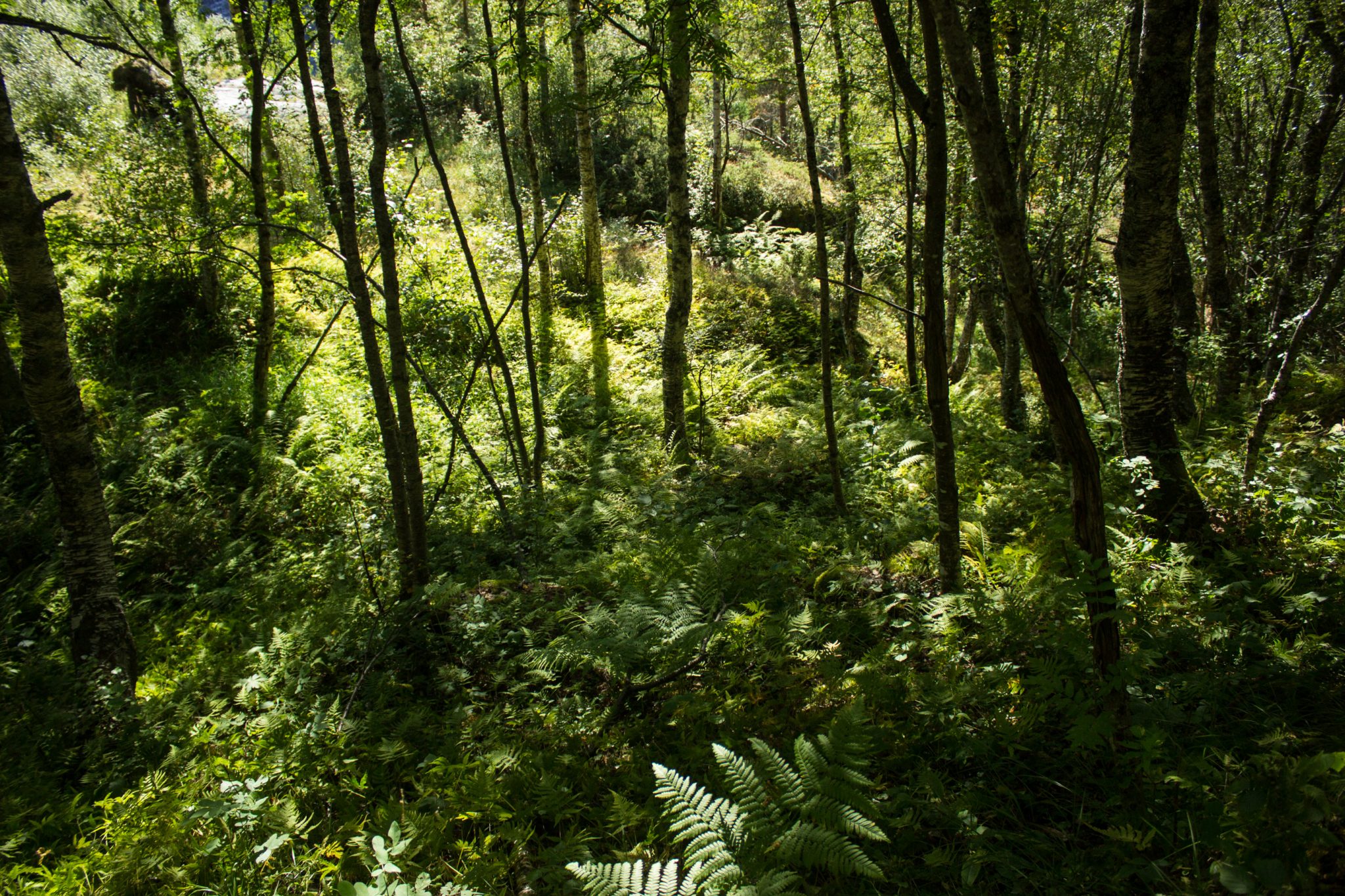 Wanderung in Stalheim nach Nali, Start in der Nähe des Stalheim Hotels, Aussicht auf das Tal Nærøydal mit hohen Bergen zu beiden Seiten, Wanderweg durch schönen Wald mit Farnen